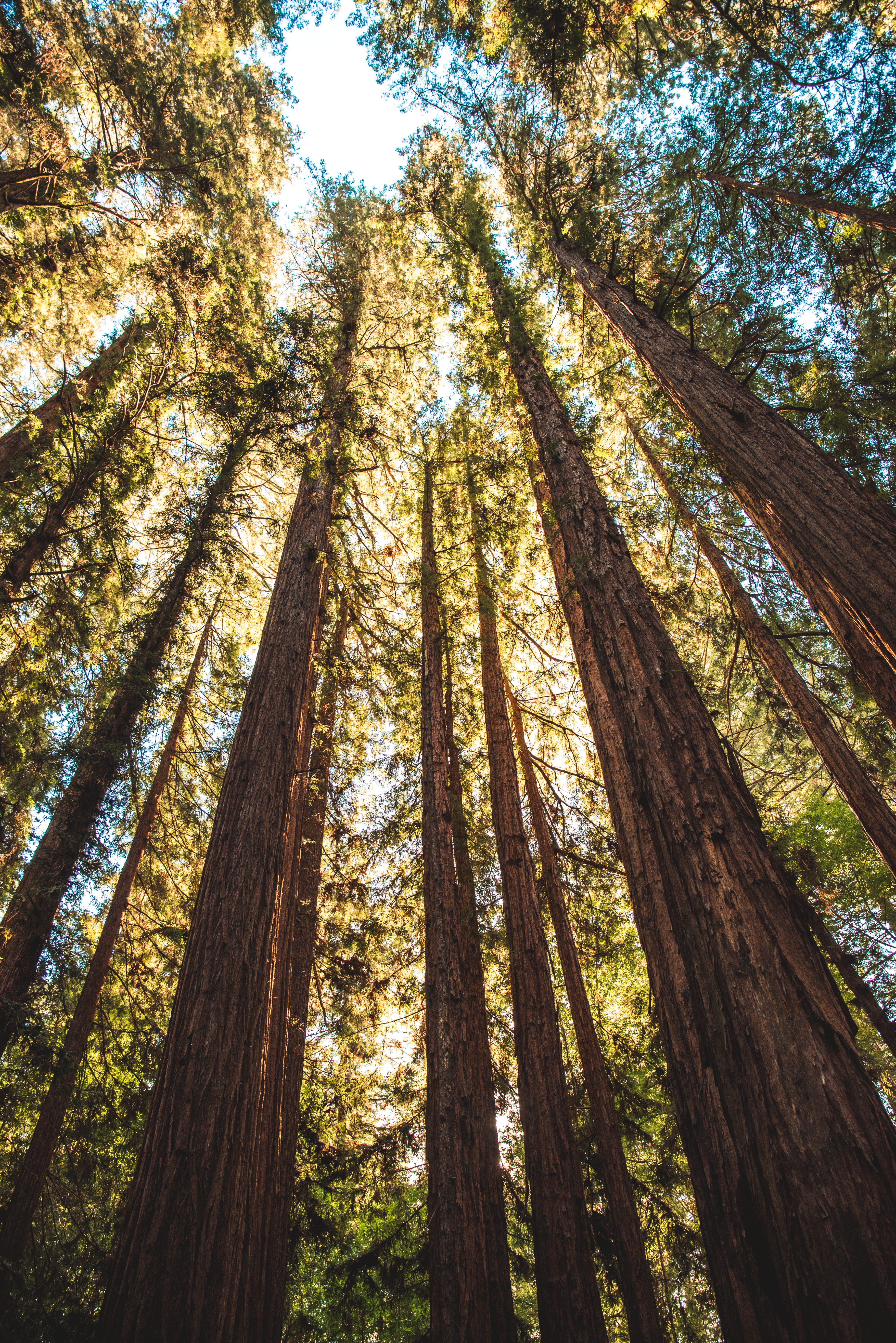 felton, tree, pine woodland, tranquility, tall - high, landscape, sun, 5K, tree canopy, morning, tree trunk, outdoors, low angle view, nature, directly below, Phone HD Wallpaper