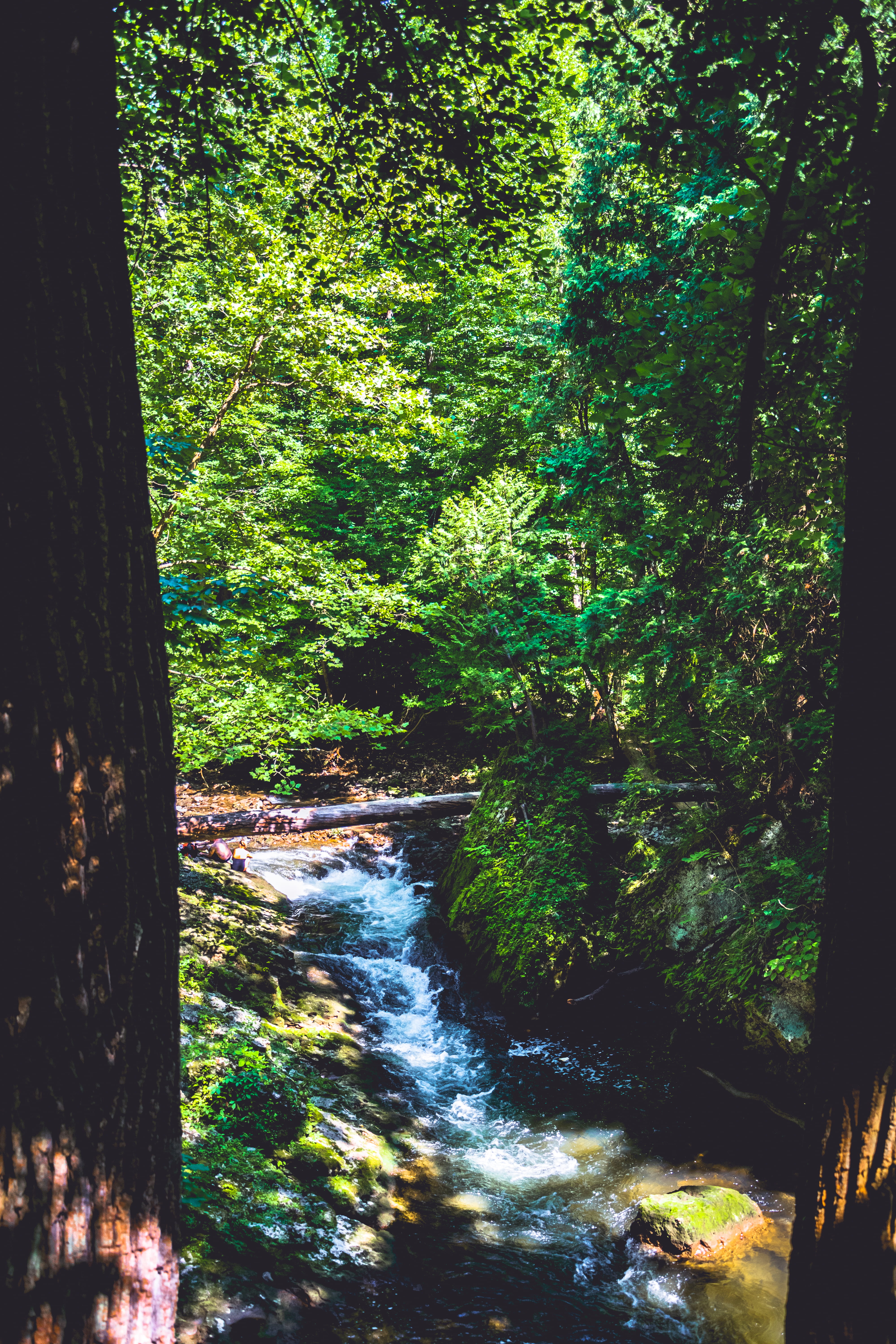 growth, forest, tranquility, flowing, land, beauty in nature, river, iphone background, outdoors, flowing water, yellow springs, 5K, day, plants, scenics - nature, Phone HD Wallpaper