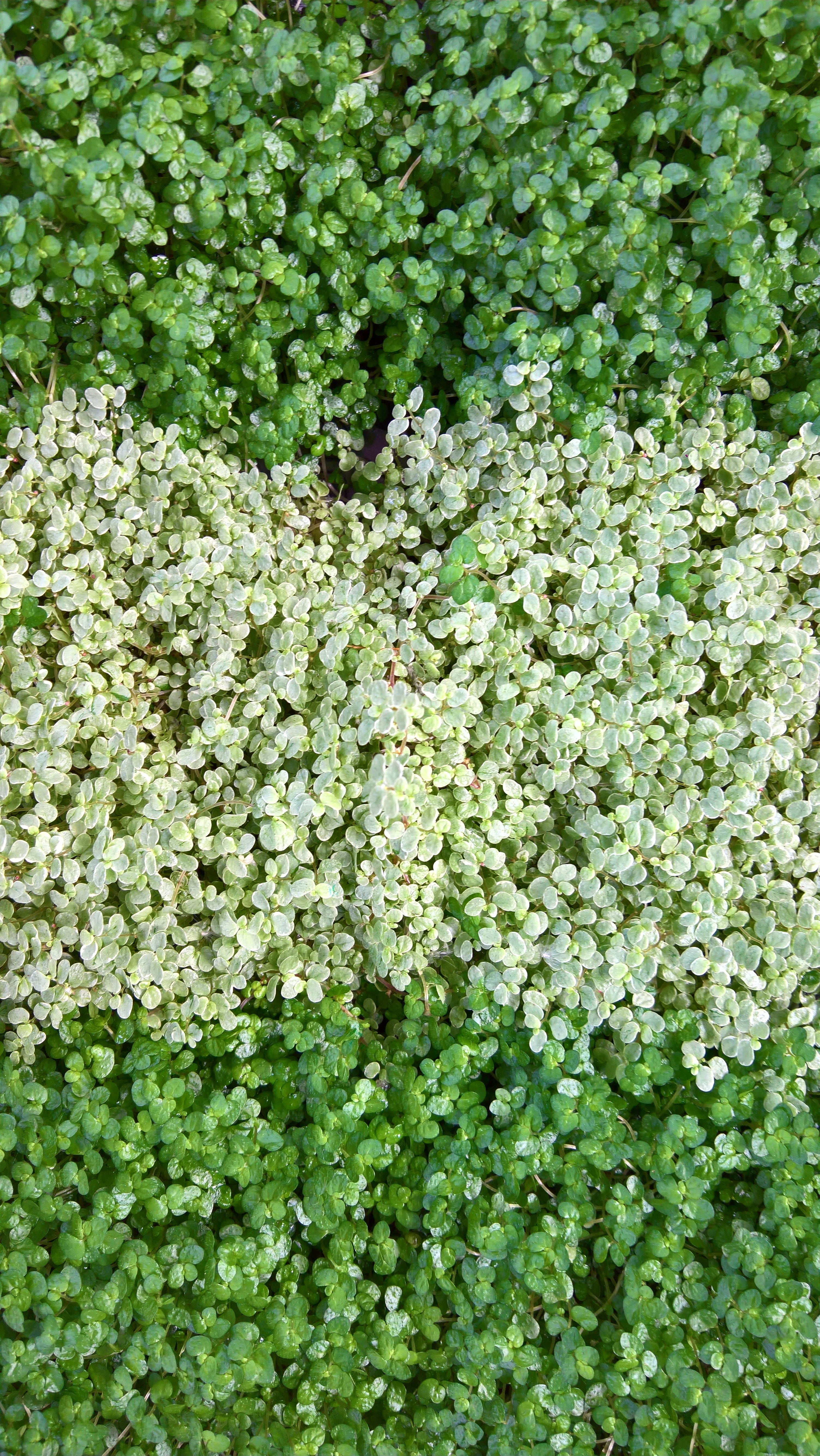 fragility, herb, 5K, high angle view, no people, nature, full frame, close-up, land, beauty in nature, backgrounds, day, leaf, plant part, plant, outdoors, Phone HD Wallpaper