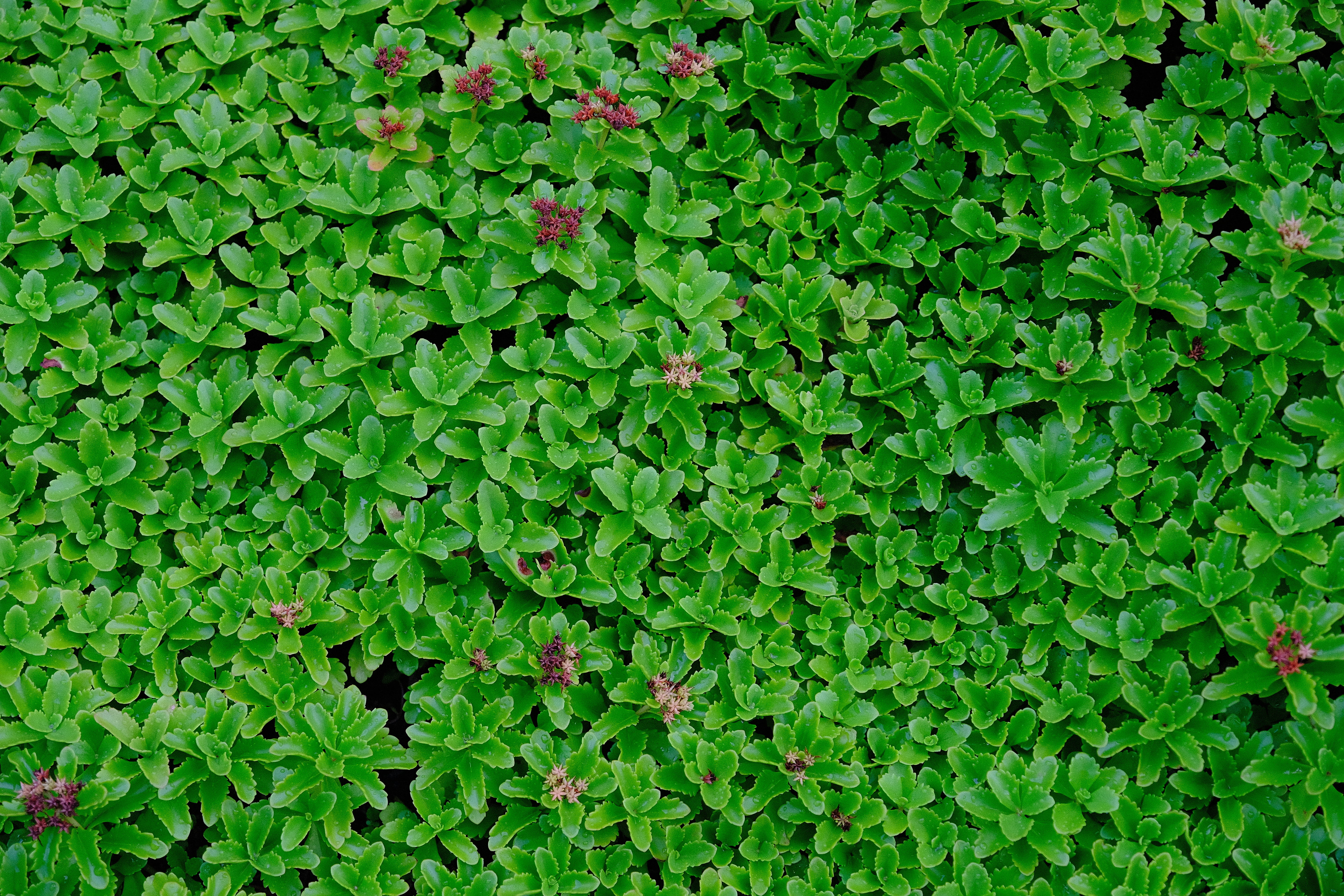 nature, ivy, growth, beauty in nature, lush foliage, place, green color, new york, outdoors, 5K, trees, leaf, green, alignment, better, full frame, neat, HD Wallpaper