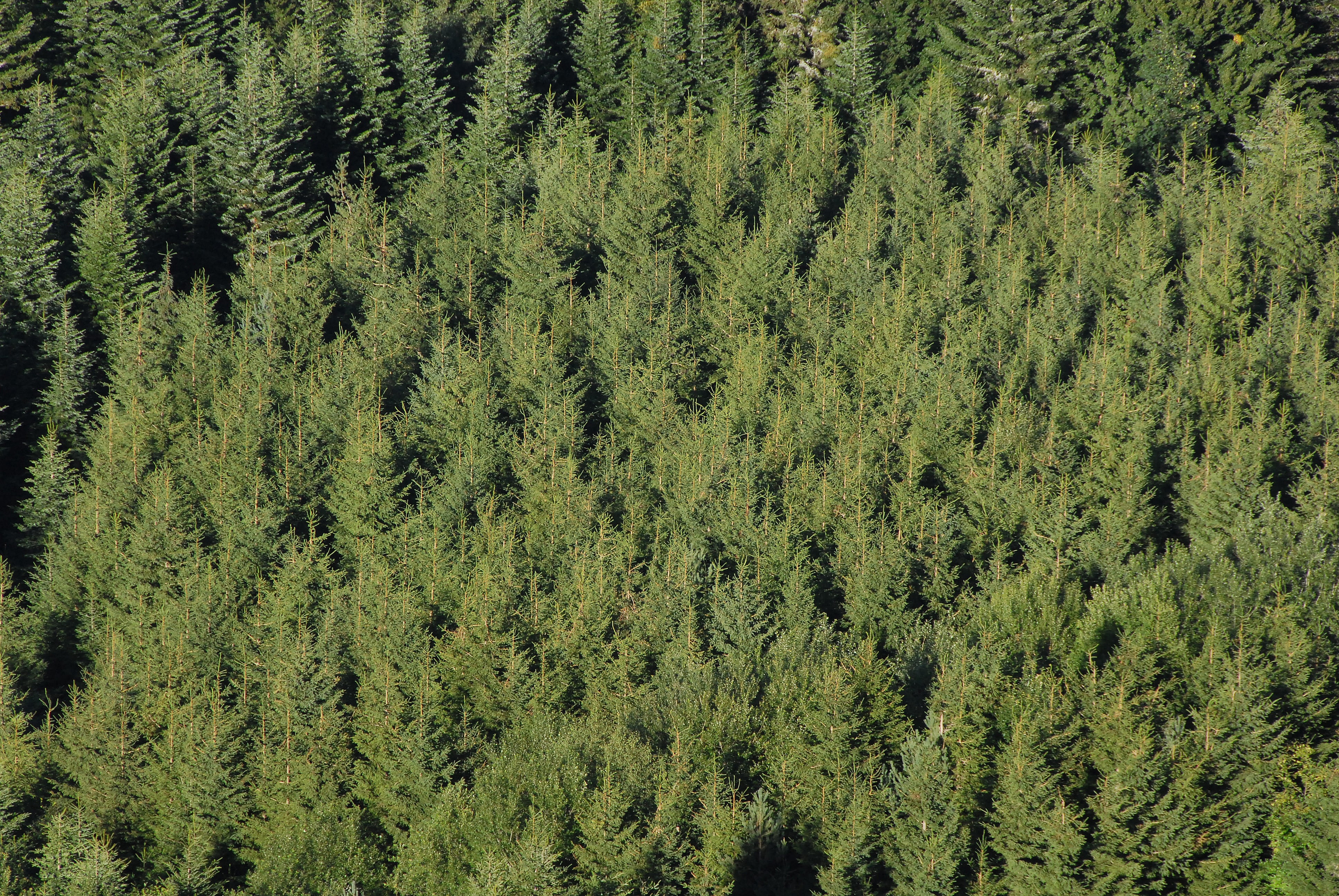 chart, coniferous tree, light, tips, pine woodland, background, landscape, beauty in nature, visual, aesthetic, no people, lush foliage, evergreen tree, HD Wallpaper