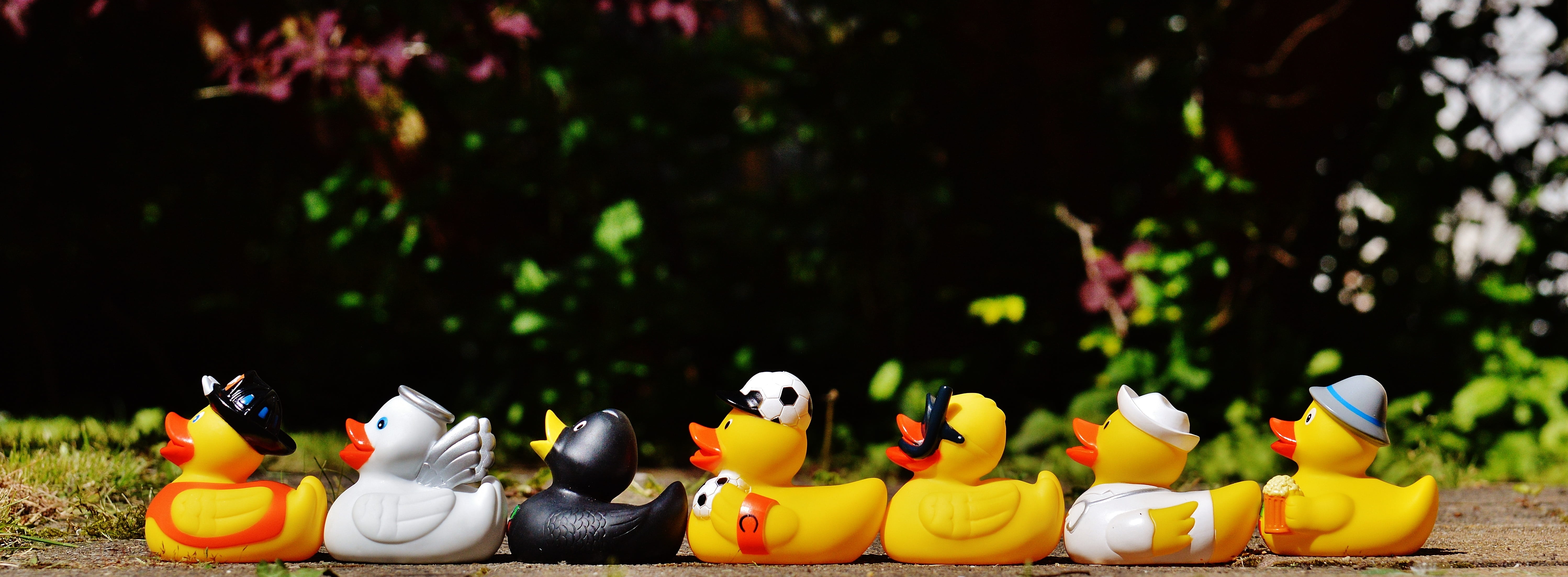 fun bathing, animal, order, ducklings, squeak duck, black, close, no people, in a row, toy, multi colored, outdoors, figurine, bath ducks, daytime, yellow, HD Wallpaper