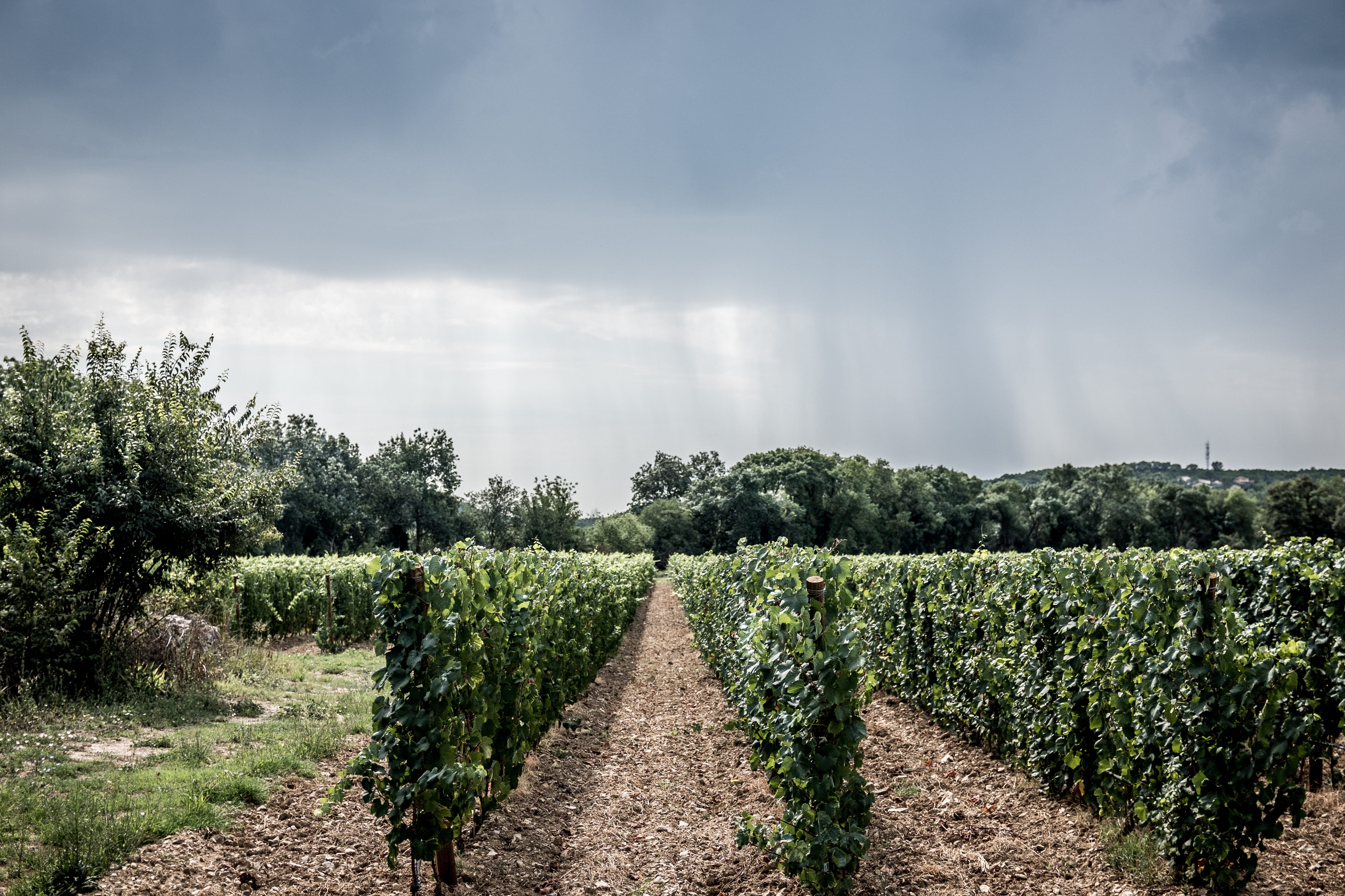 in a row, sky, ivy, farm, nature, field, flora, vine, aligned, vineyard, green color, vegetation, diminishing perspective, gravel, plant, direction, road, HD Wallpaper