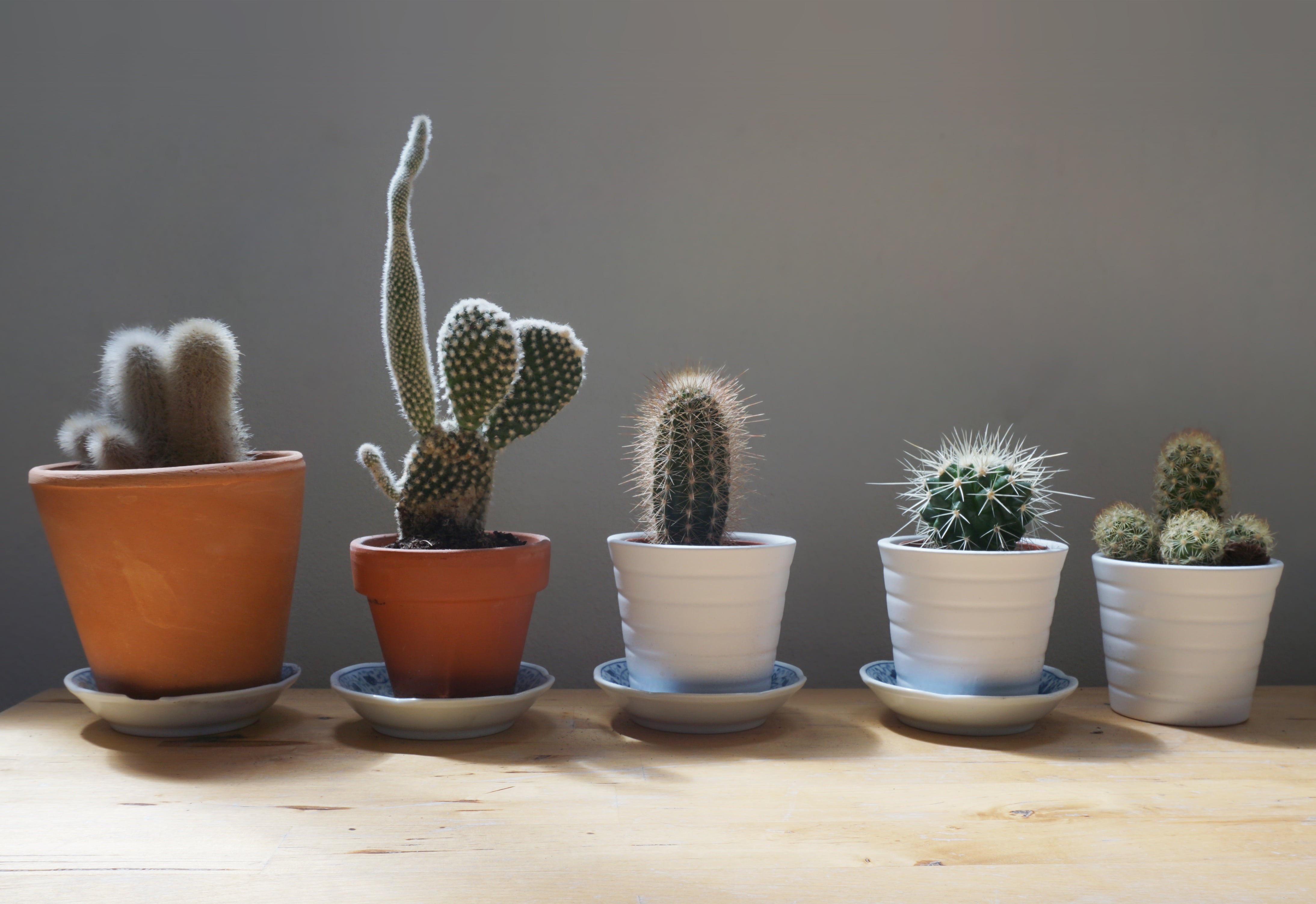 indoors, in a row, variation, green, home, shadow, side by side, beauty in nature, flower Pot, cacti, houseplant, spiked, sharp, nature, small, thorn, align, HD Wallpaper