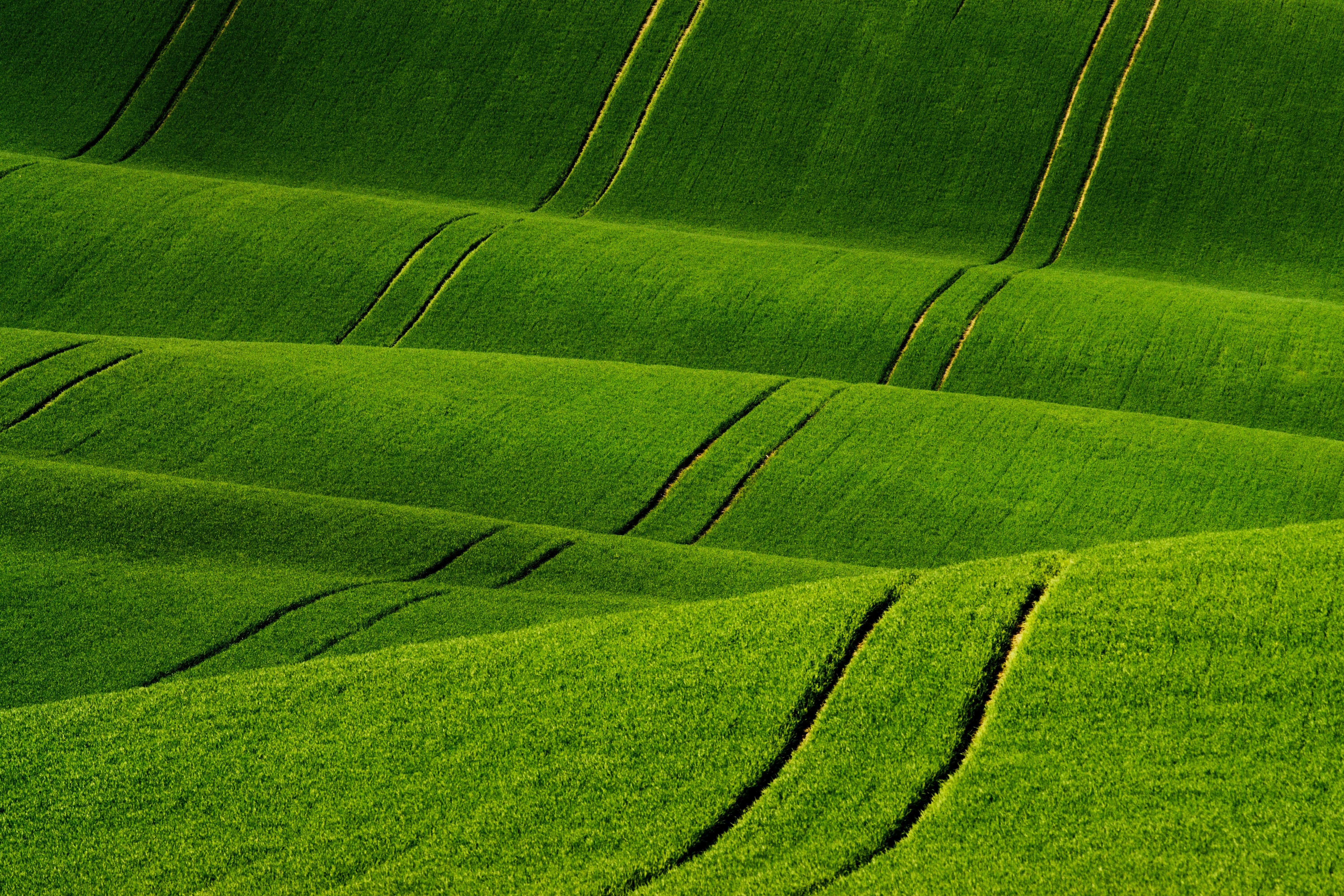 field, waves, outdoors, no people, moravia, beauty in nature, full frame, foliage, plantation, tranquil scene, 5K, backgrounds, green, landscape, czech republic, HD Wallpaper