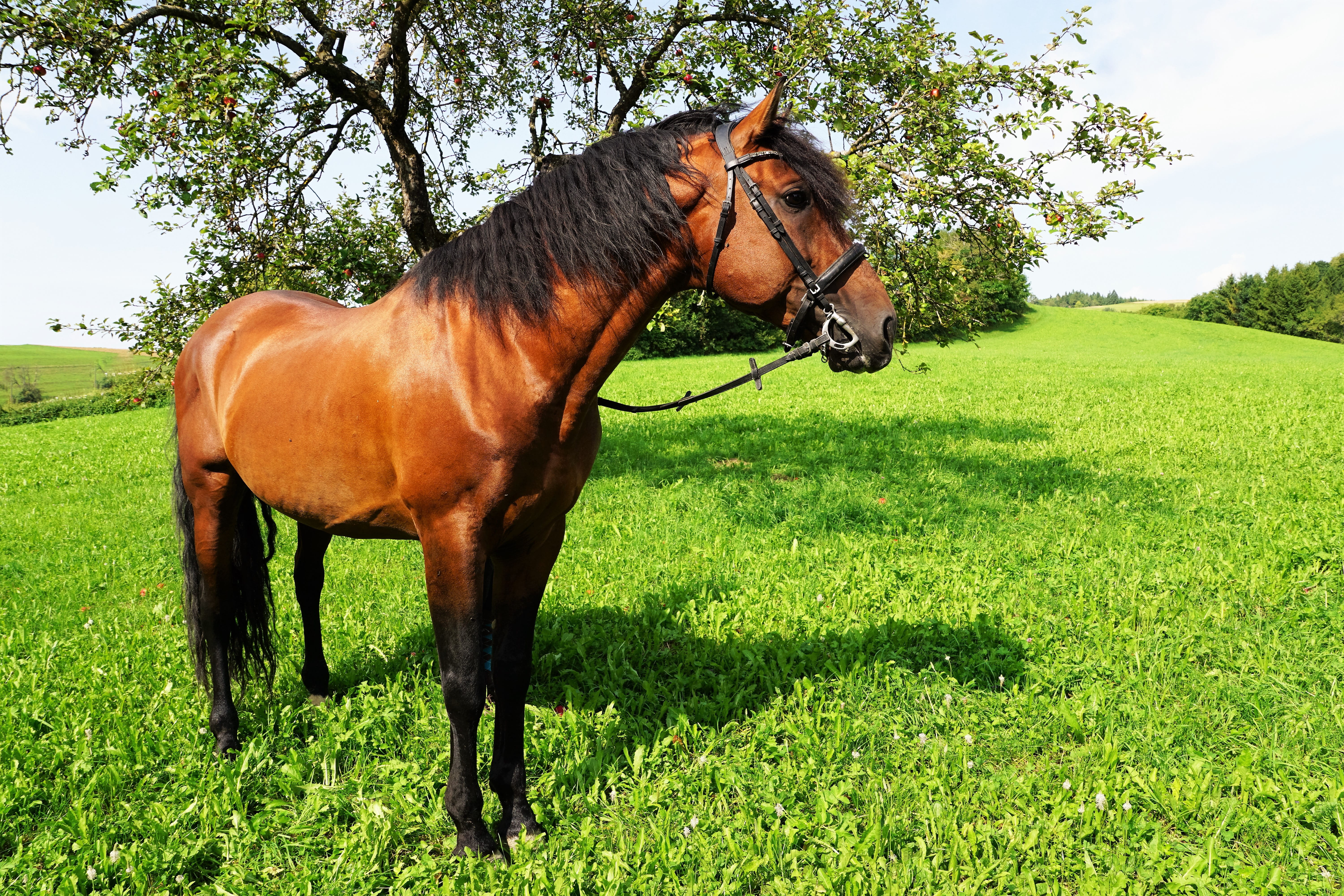 plant, ride, summer, one animal, field, sport, agriculture, animal wildlife, pasture, old, day, equestrian, ps, young, coupling, spring, 5K, meditation, HD Wallpaper