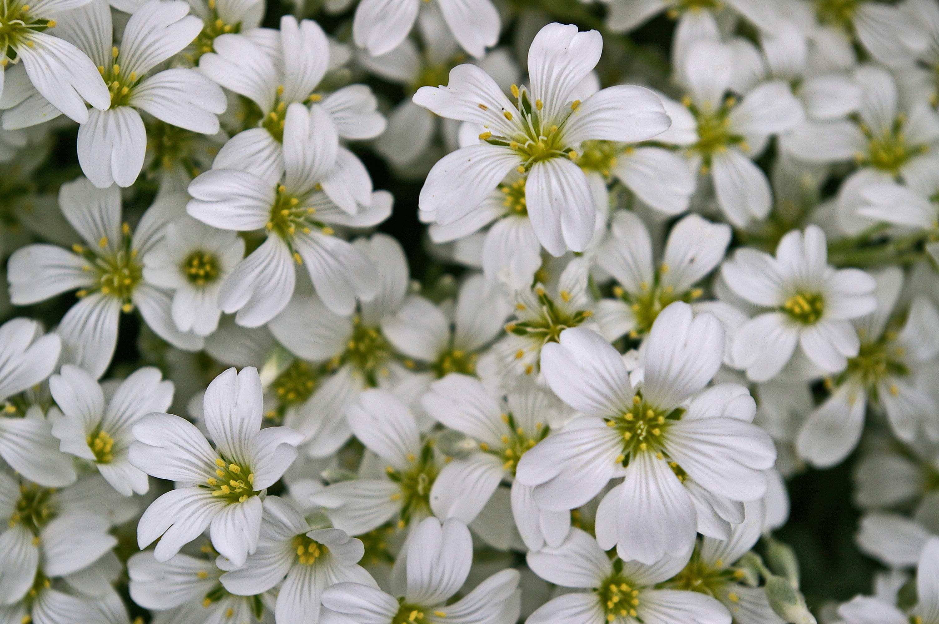 cover, flora, blossomed, growth, ground, springtime, pretty, flowers, spring, full frame, white color, beautiful, beauty in nature, decoration, vulnerability, HD Wallpaper