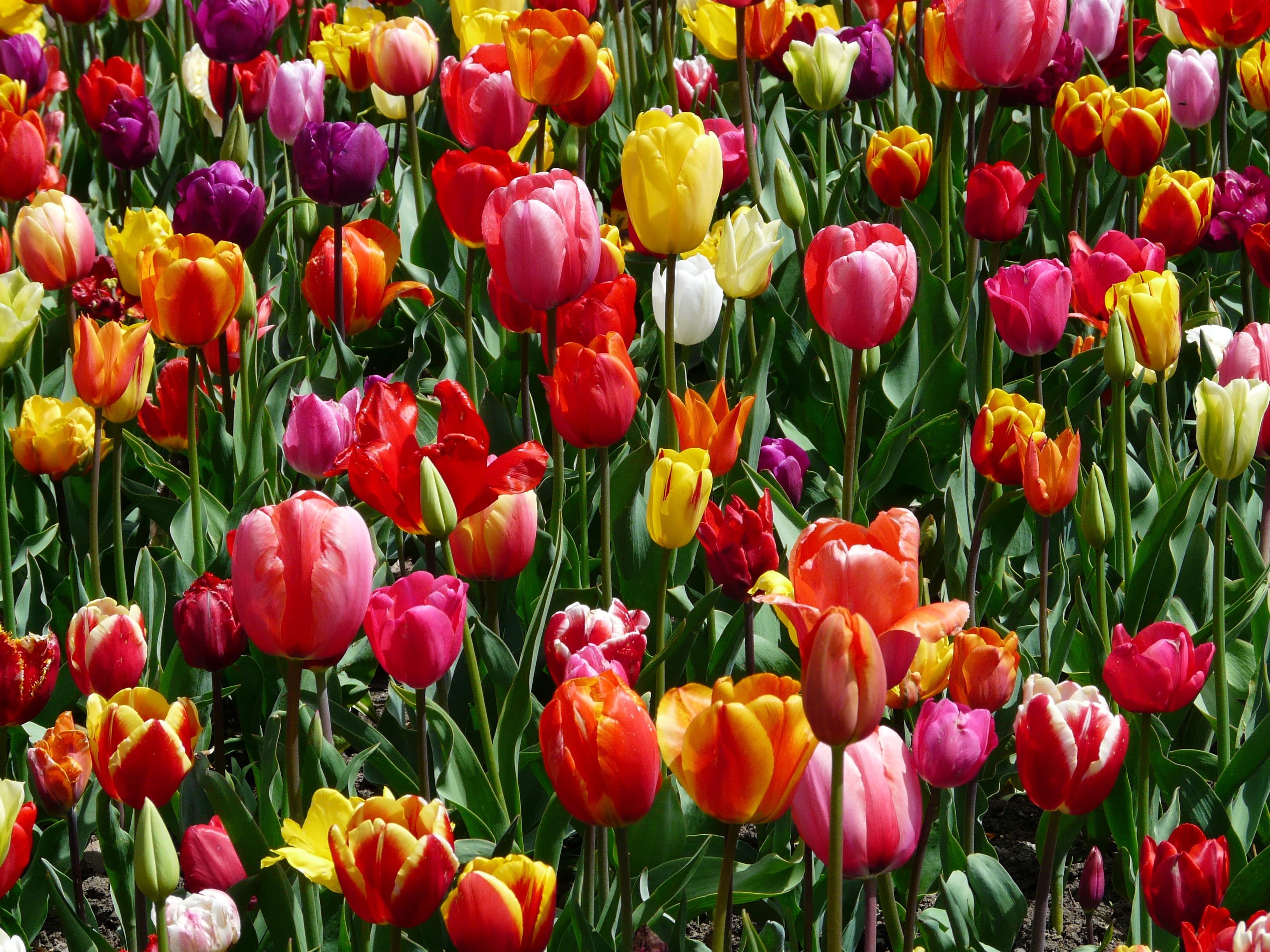 flowers, full frame, magenta, field, plant, day, bed, colorful, assorted, plant bed, outdoor, flowering plant, 2K, color, no people, fragility, tulip field, HD Wallpaper