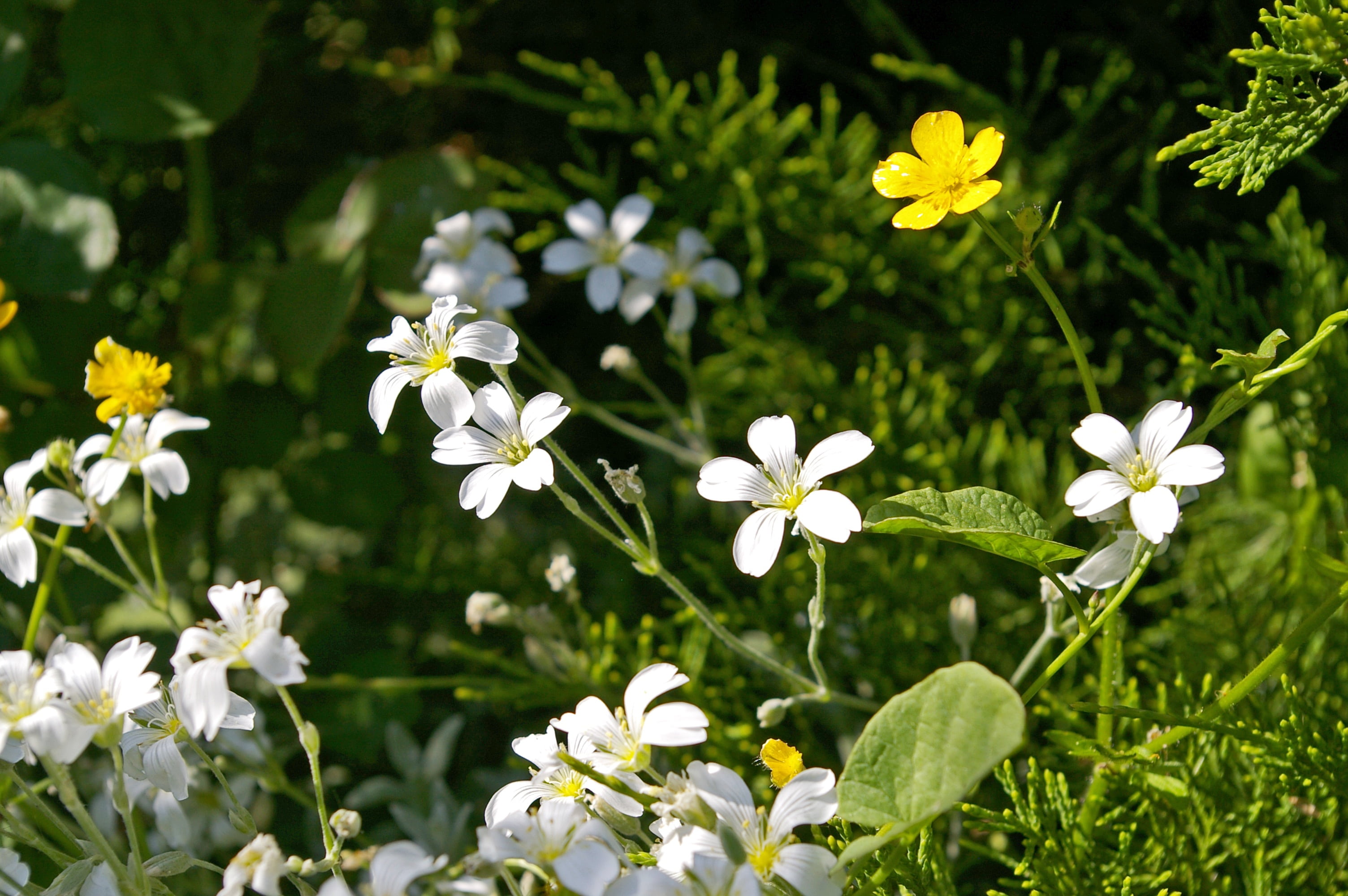 spring, petals, garden, decoration, flower, springtime, close-up, ground cover, cerastium tomentosum, flowers, romantic, white flowers, garden design, growth, HD Wallpaper