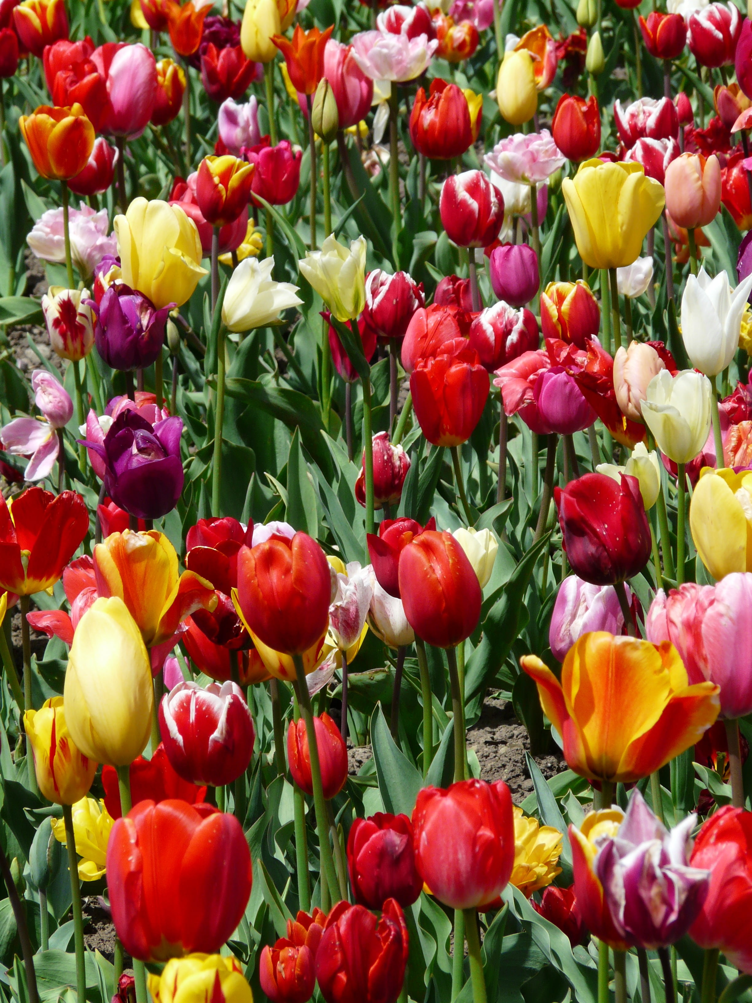 flora, day, inflorescence, white, multicolored, close-up, background image, flowering plant, yellow, plant, beautiful, tulip cultivation, vulnerability, Phone HD Wallpaper