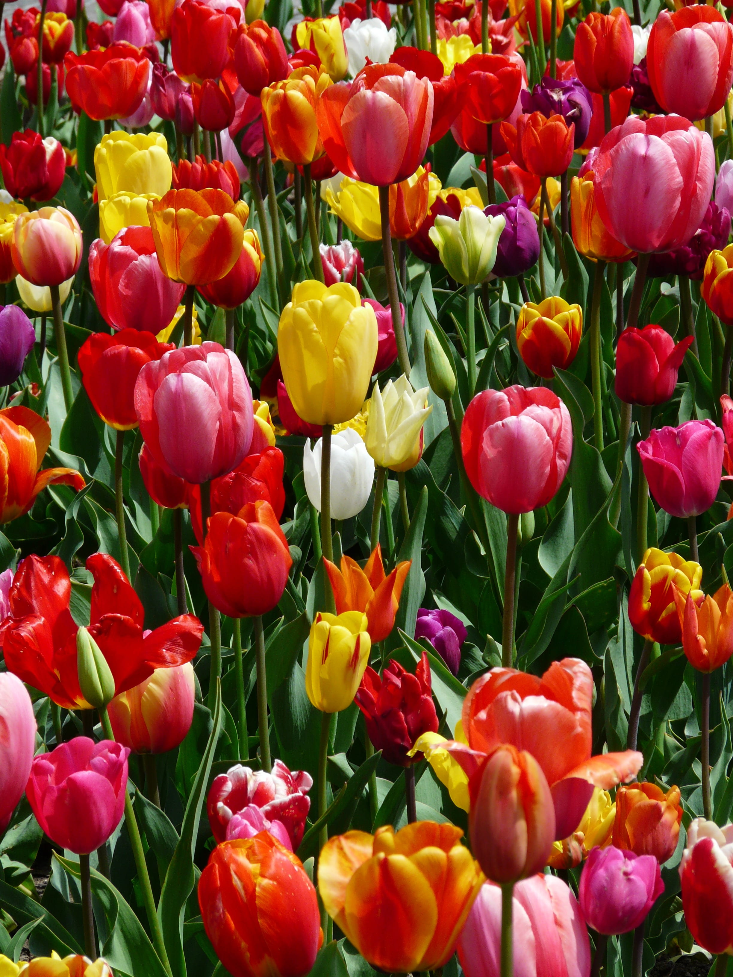tulpenbluete, no people, tulips, full frame, landscape, outdoors, inflorescence, beautiful, sunlight, bloom, park, petal, spring, multicolored, floristry, Phone HD Wallpaper