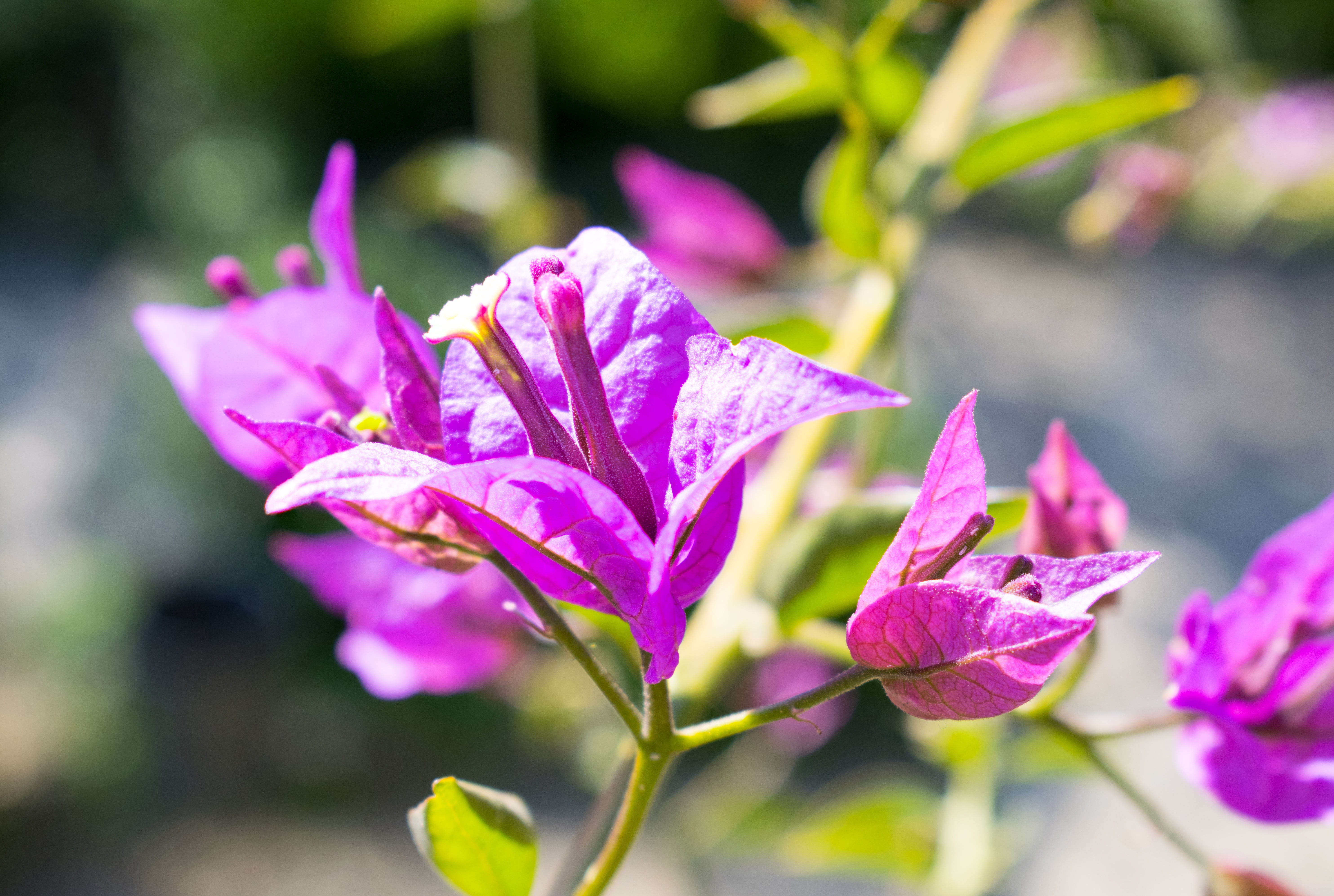 style, decorative, flower head, botanical, blooming, background, petal, vulnerability, freshness, botany, attractive, blossom, nature, interesting, pink, HD Wallpaper