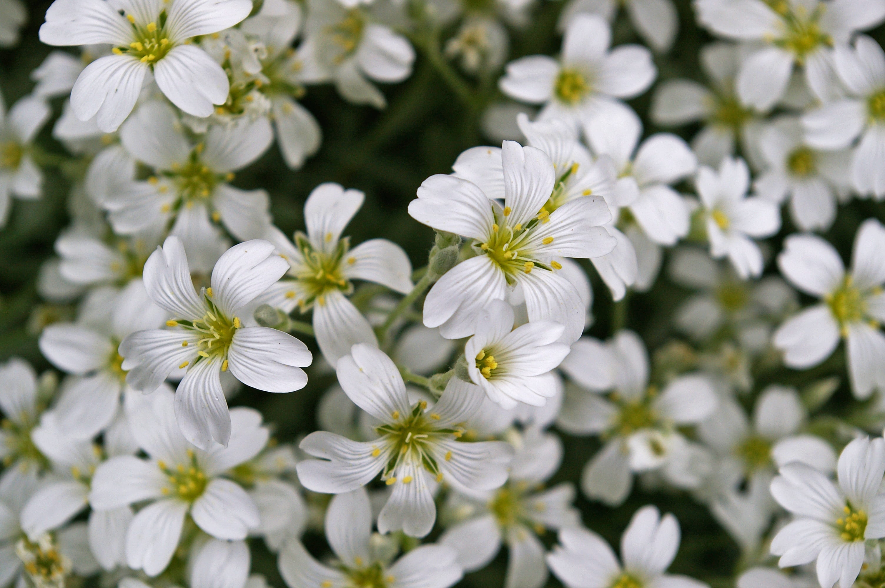 fragility, focus on foreground, white color, freshness, vulnerability, bloom, garden design, filigree, 2K, background, flowering plant, carpet of flowers, HD Wallpaper