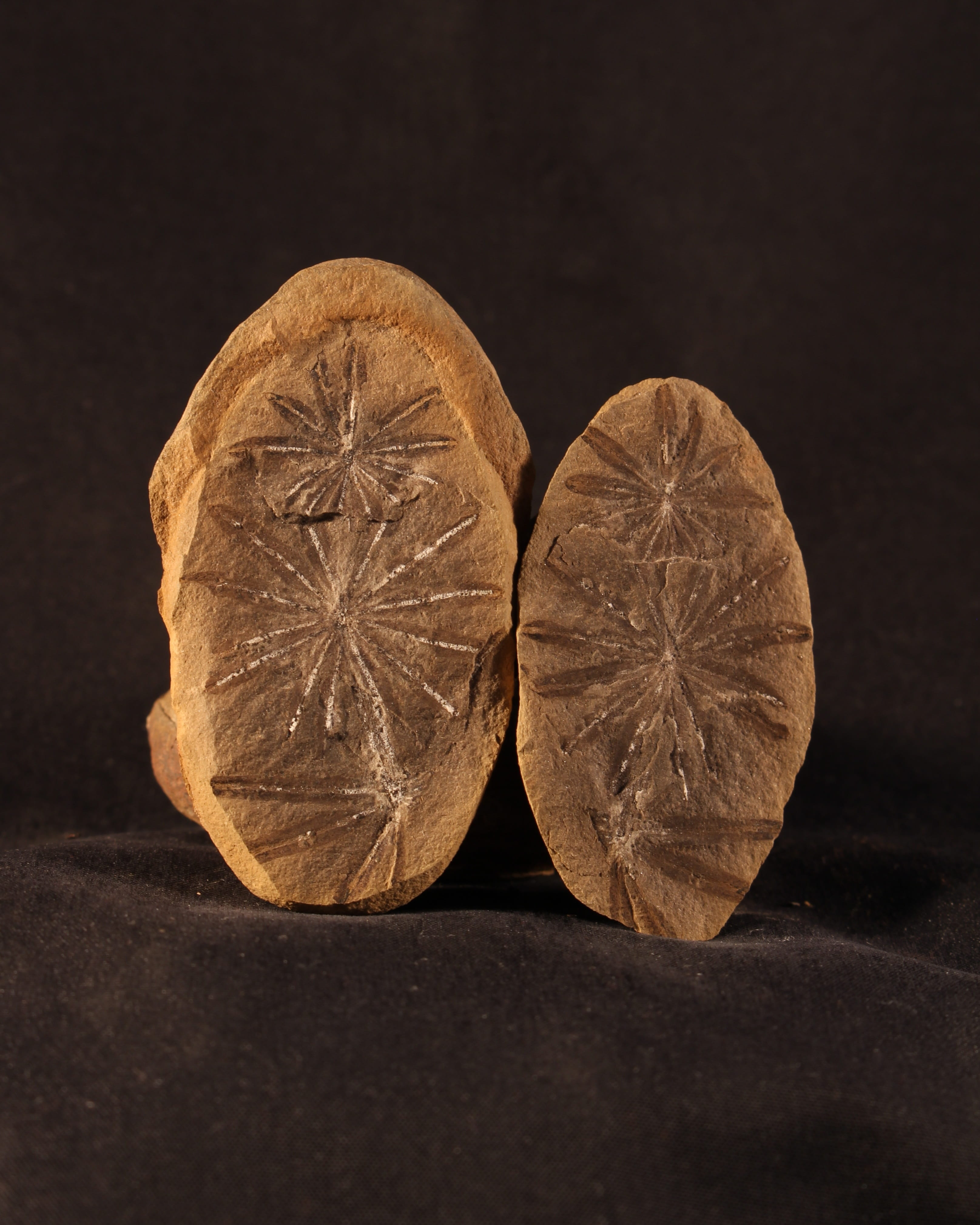 evolution, fossilization, fruit, black background, ancient, shape, prehistoric, healthy eating, table, Concretion, geometric shape, freshness, stone, fossilized, Phone HD Wallpaper