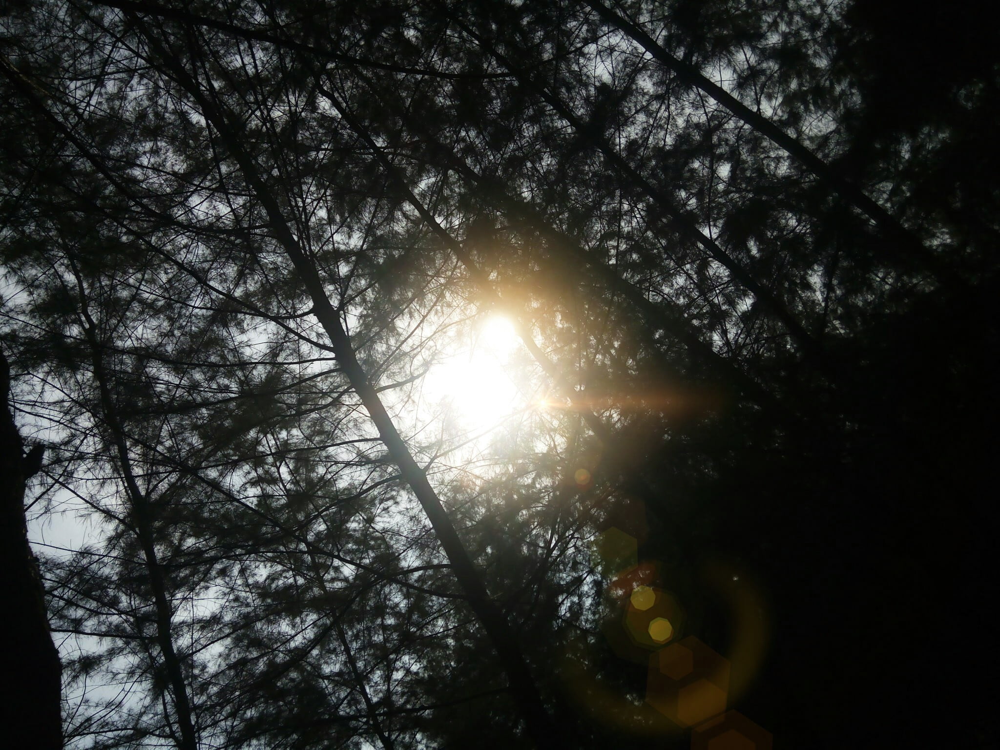 trees, tree, sunlight, tranquil scene, low angle view, forest, lens flare, land, tranquility, brightly lit, streaming, day, beauty in nature, growth, outdoors, HD Wallpaper