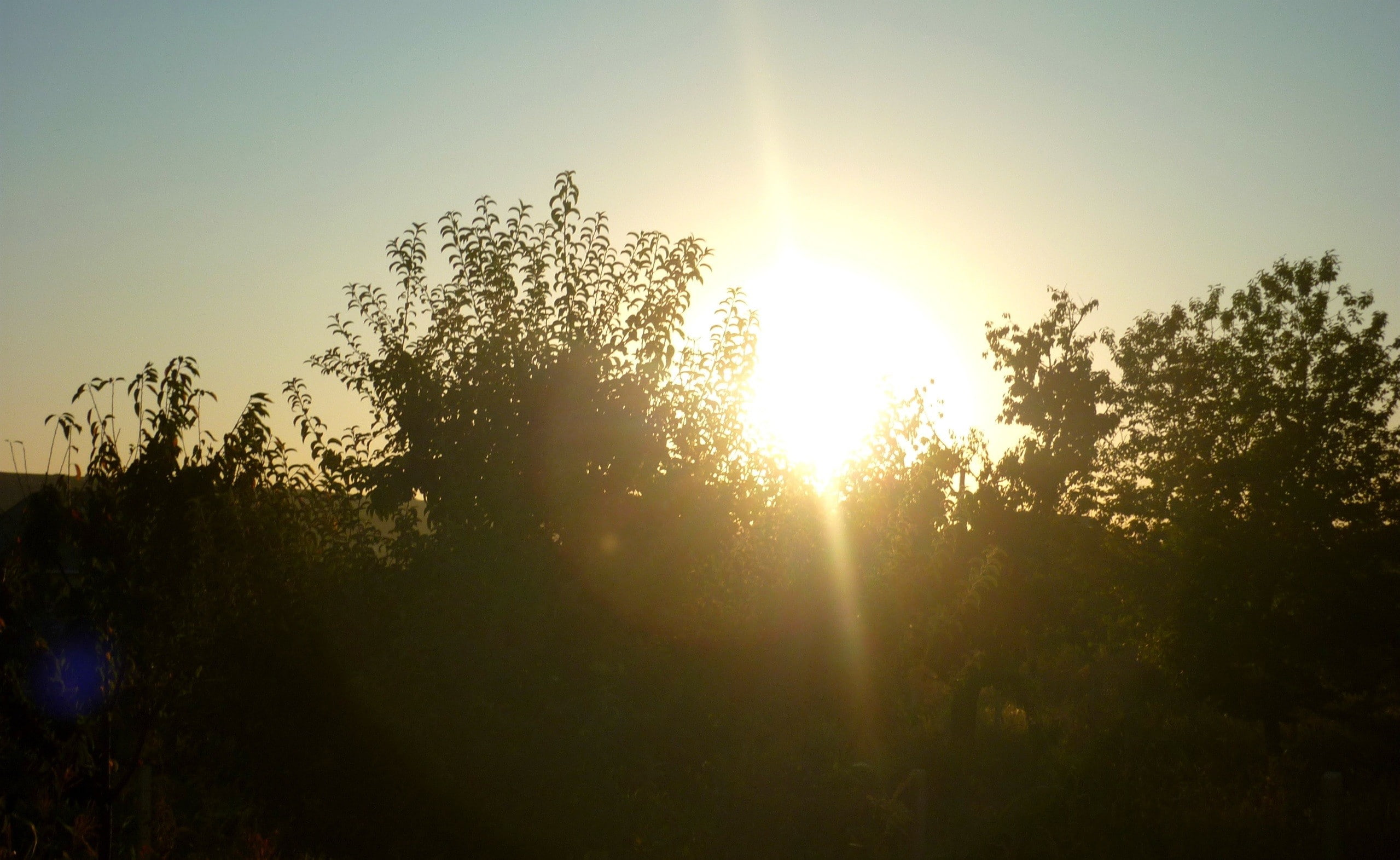 back lit, photography, growth, tranquil scene, bright, outdoors, silhouette, non-urban scene, sunbeam, lens flare, land, plant, solar flare, nature, 1080P, HD Wallpaper