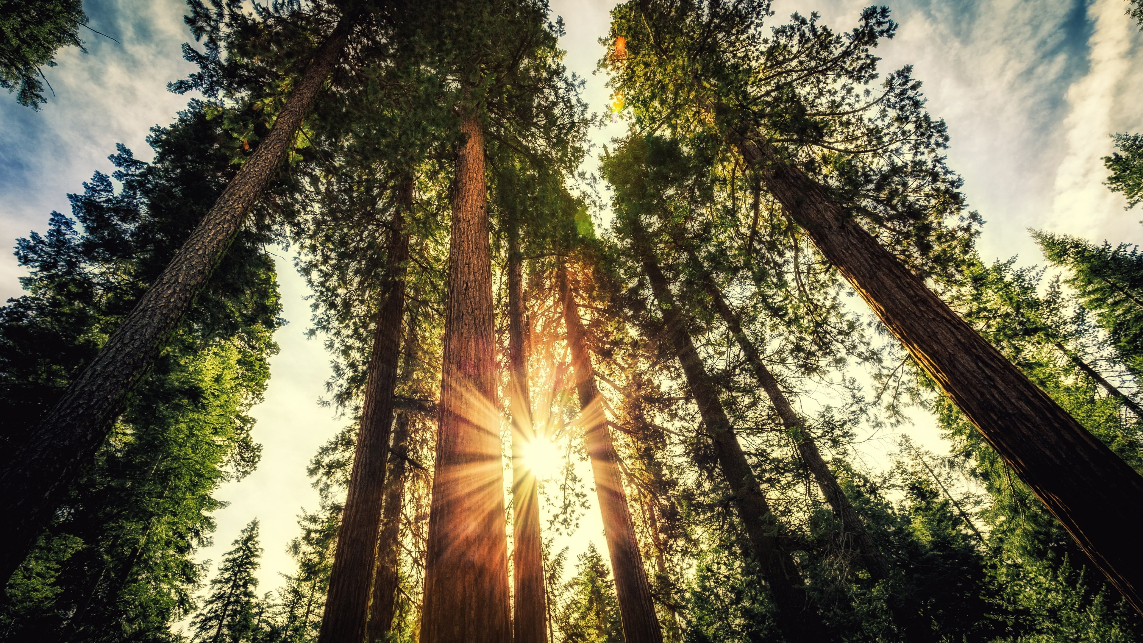 plant, 4K, solar flare, streaming, bright, forest, tree canopy, tranquil scene, tree, low angle view, beauty in nature, no people, sunbeam, lens flare, HD Wallpaper
