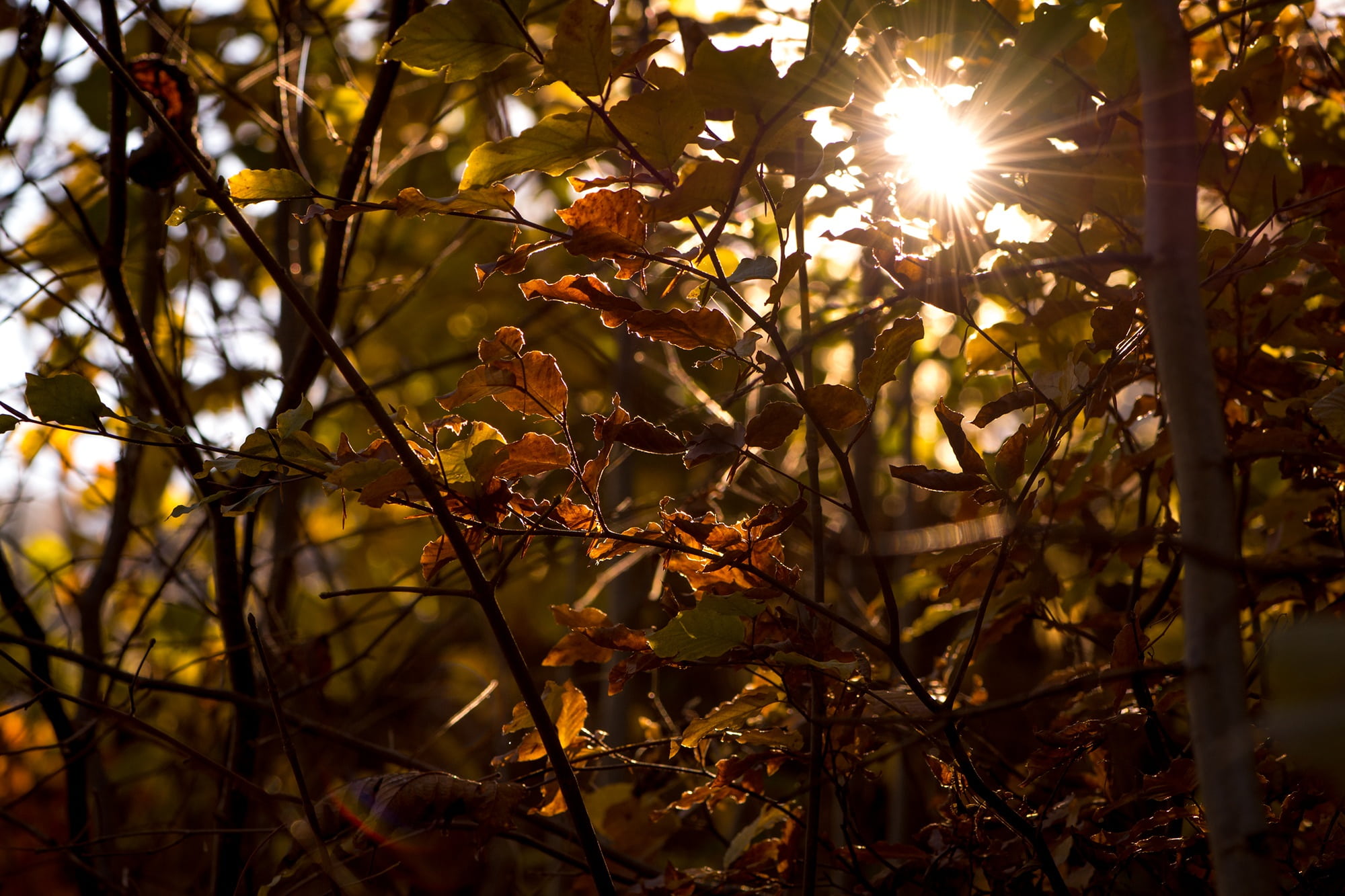 tranquility, autumn mood, solar flare, back light, beauty in nature, growth, 1080P, sun, autumn, aesthetic, outdoors, photography, day, sunbeam, streaming, HD Wallpaper
