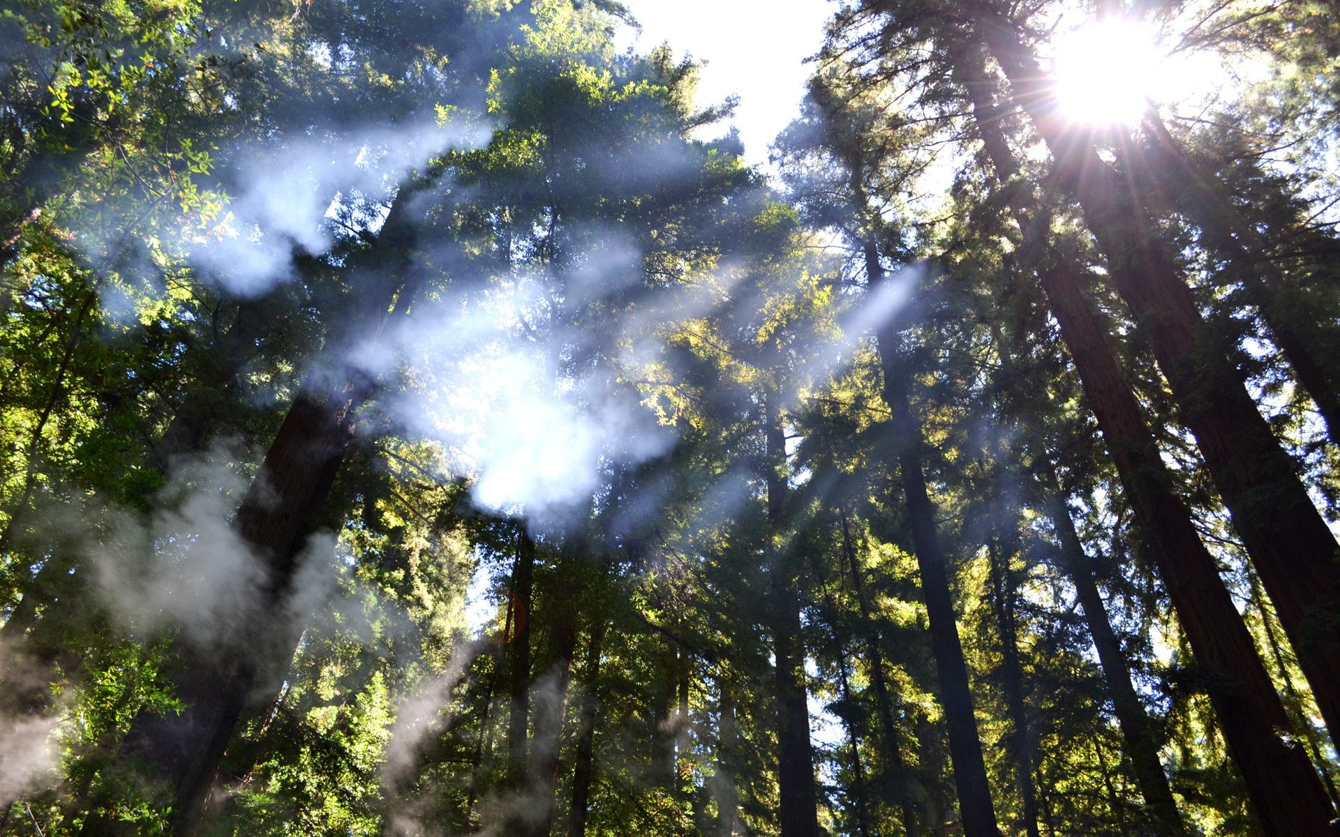 land, tree, tranquility, beauty in nature, 1080P, lens flare, plant, sky, nature, forest, rainforest, desktop backgrounds nature  download 1920x1200, day, HD Wallpaper