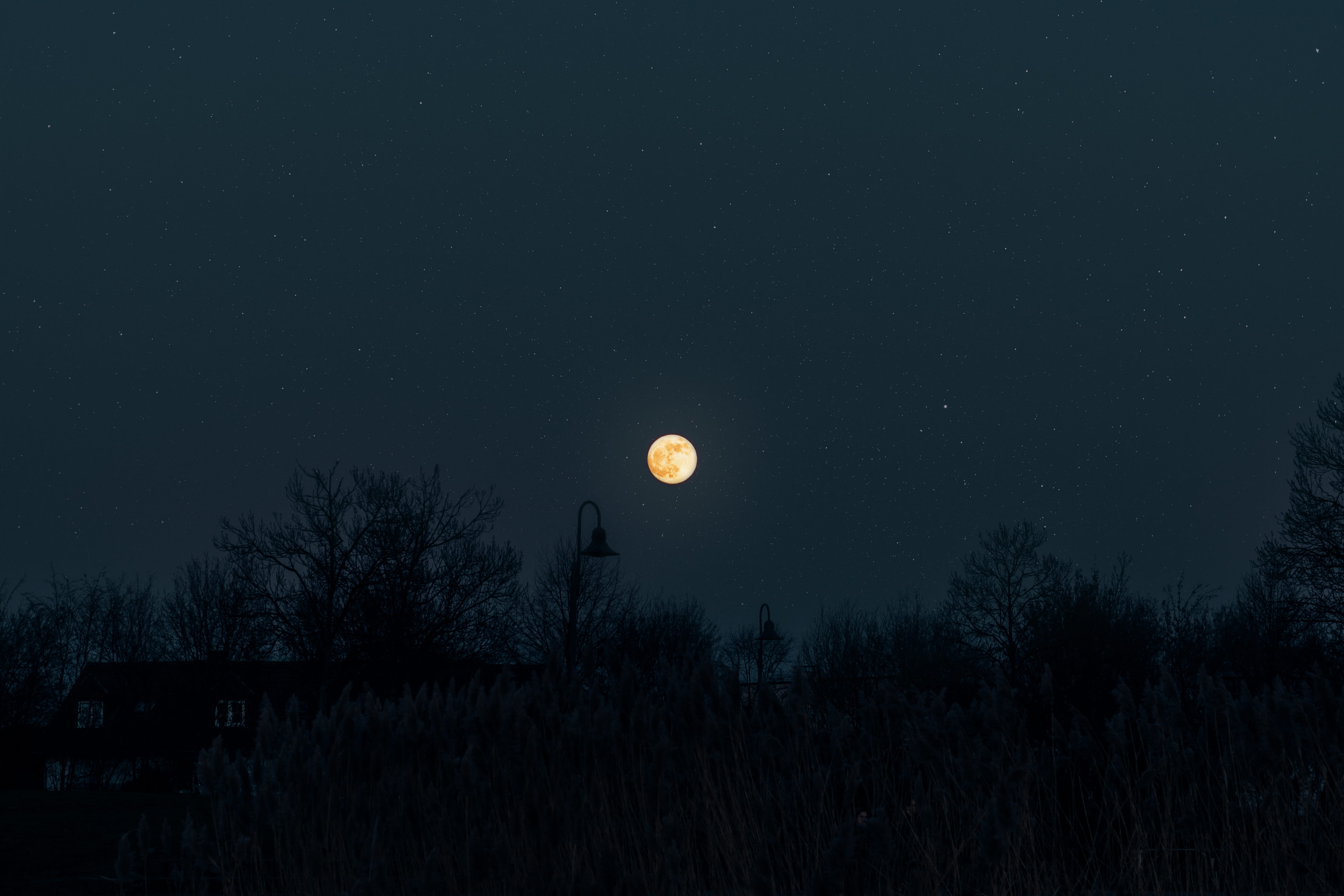 tree, idyllic, tranquil scene, moon, universe, dark, shoreline, full moon, beauty in nature, silhouette, plant, astronomy, planetary moon, night, water, HD Wallpaper