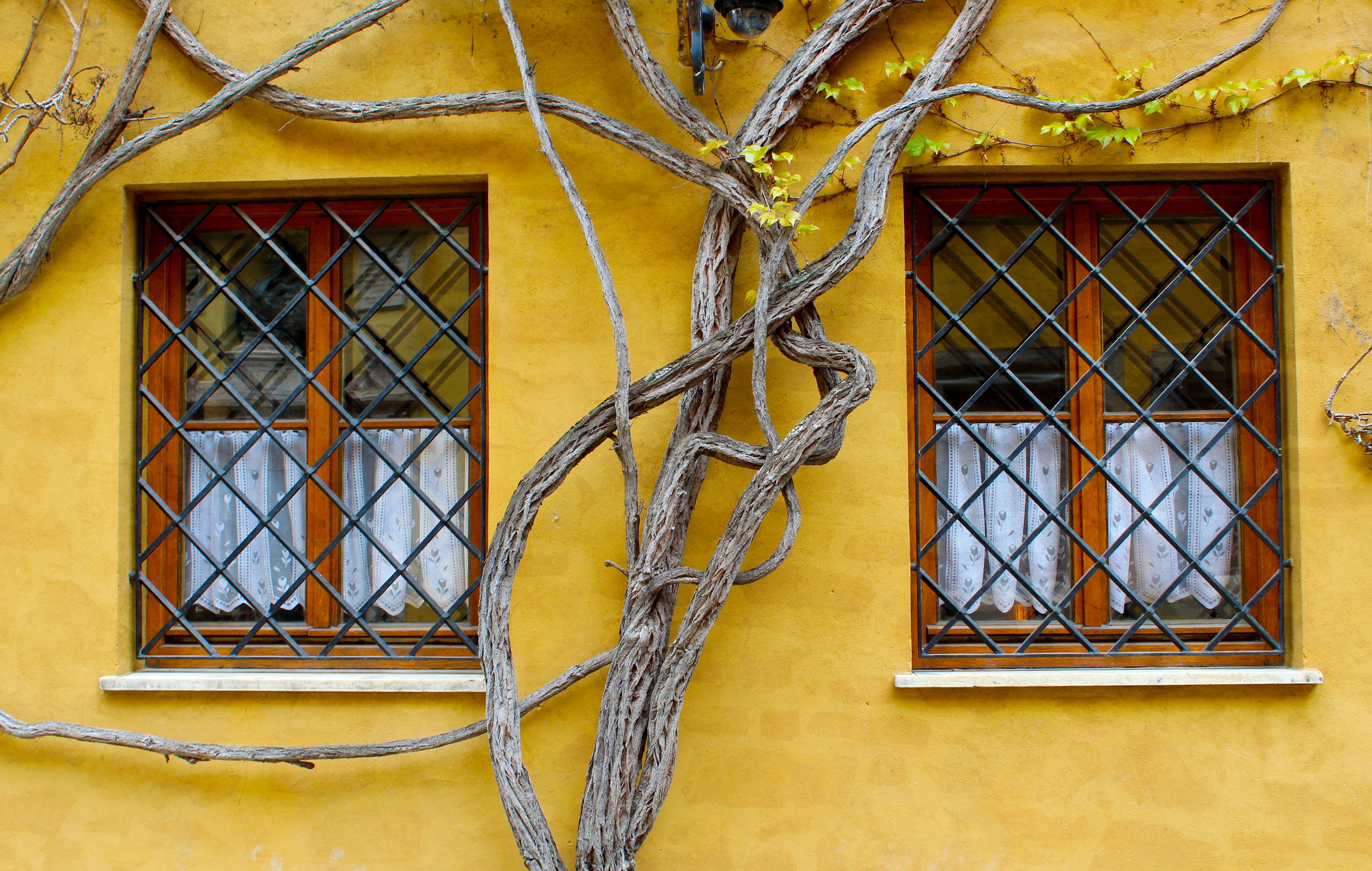 architecture, bavaria, trees, pattern, augsburg, building exterior, yellow, outdoors, wall - building feature, places of interest, wrought iron, fuggerei, HD Wallpaper