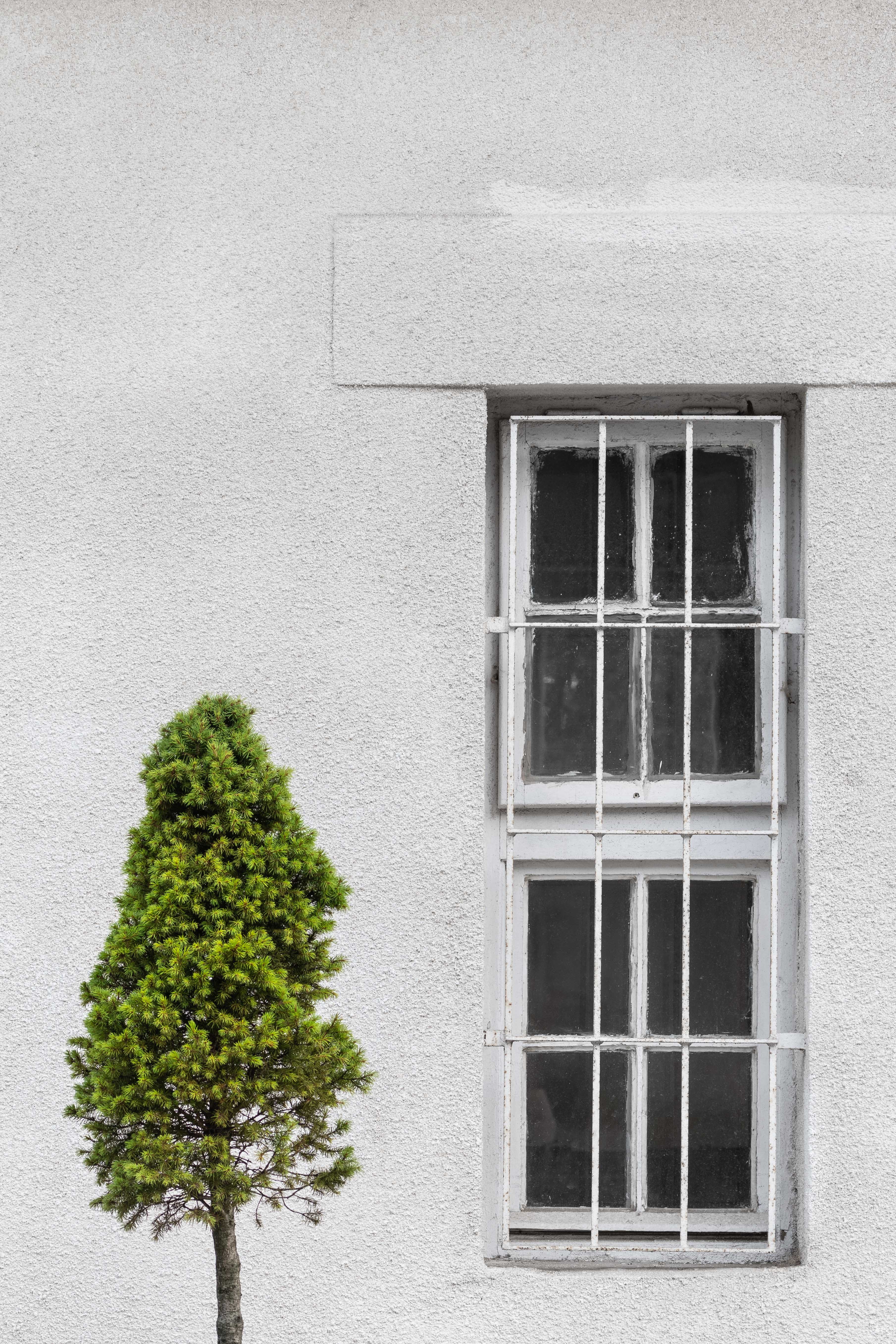 conifer, tree, built Structure, history, residential Building, urban Scene, exterior, grey, wall - Building Feature, house, bars, building Exterior, cultures, Phone HD Wallpaper