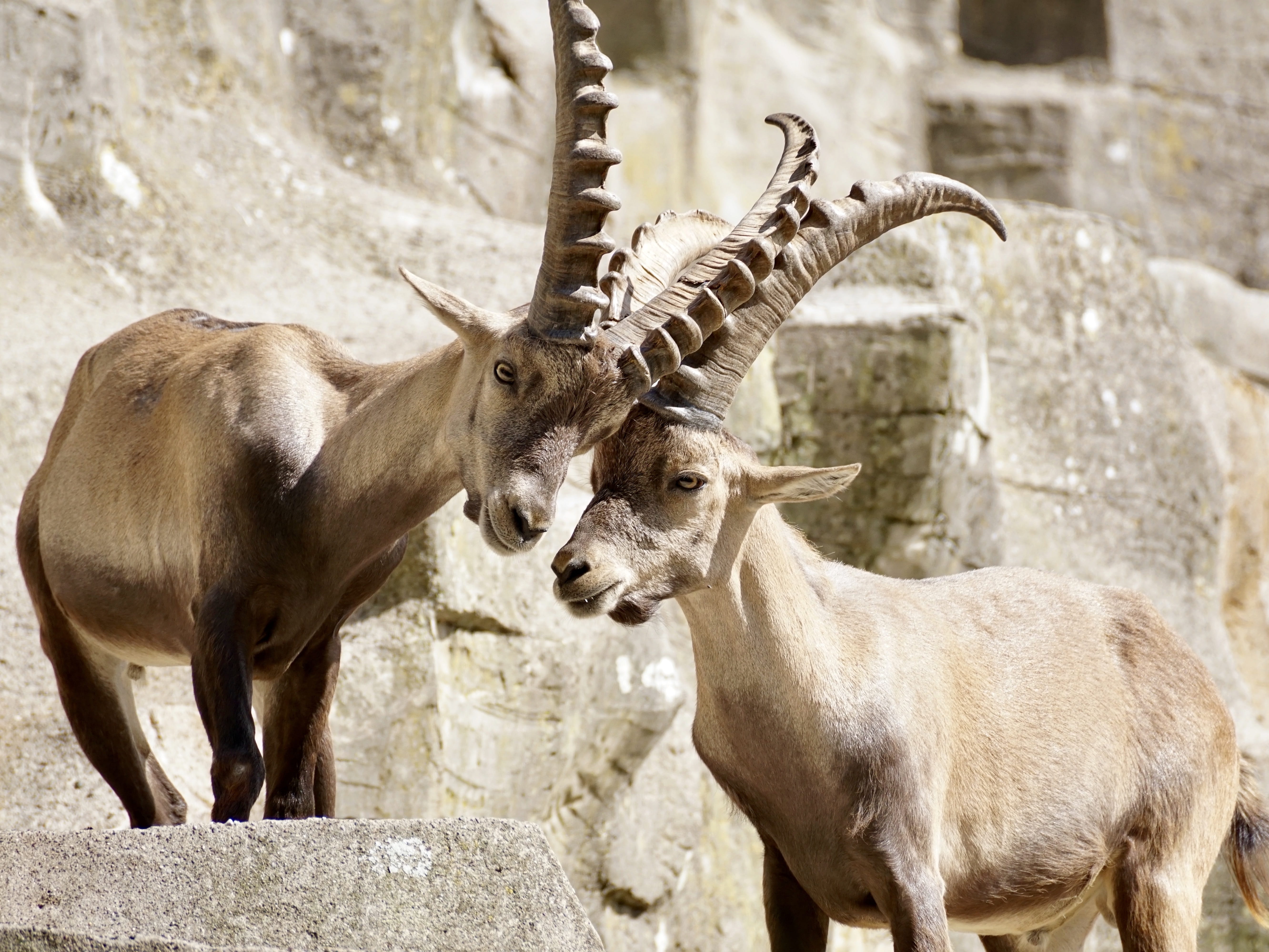 cliff, force measurement, 5K, outdoors, alpine, alpine ibex, Nature, locking, built structure, animal wildlife, animals In The Wild, two, rival, brown, HD Wallpaper