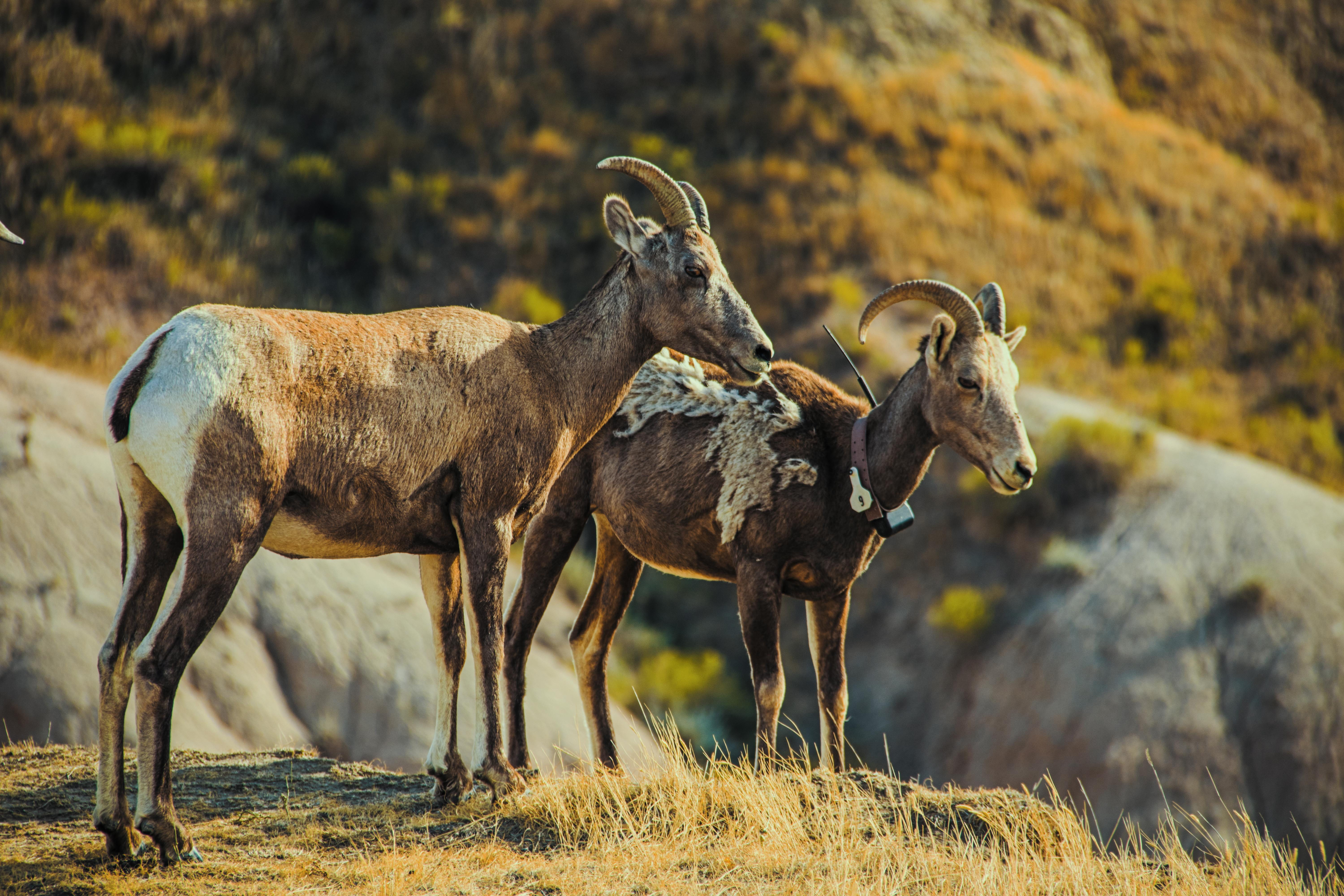 plant, herbivorous, group of animals, no people, brown, animal, nature, herd, mammal, bell, legged, livestock, two, animal family, outdoors, 5K, focus on foreground, HD Wallpaper