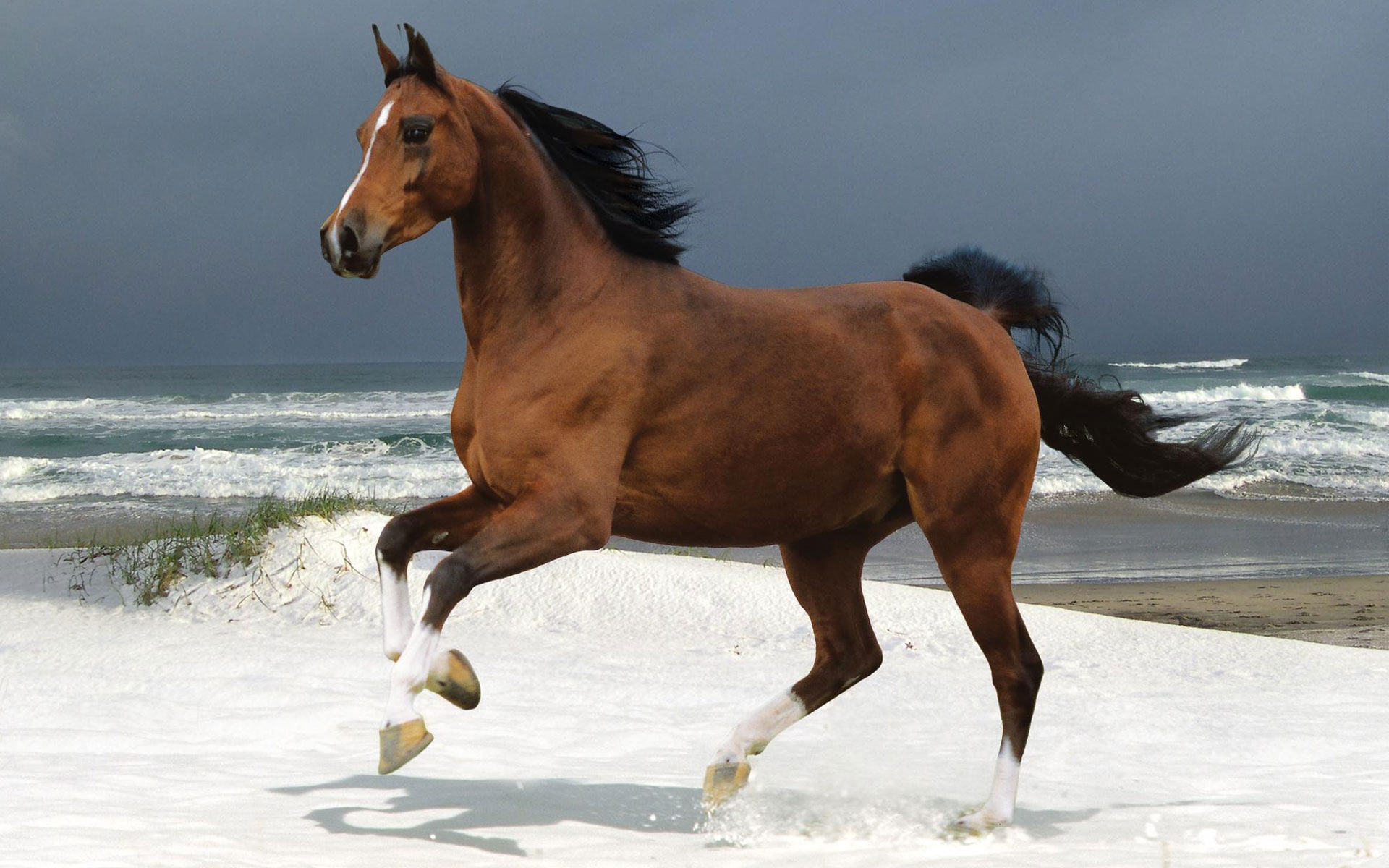 beach, norwegian, 1080P, warmblood, HD Wallpaper