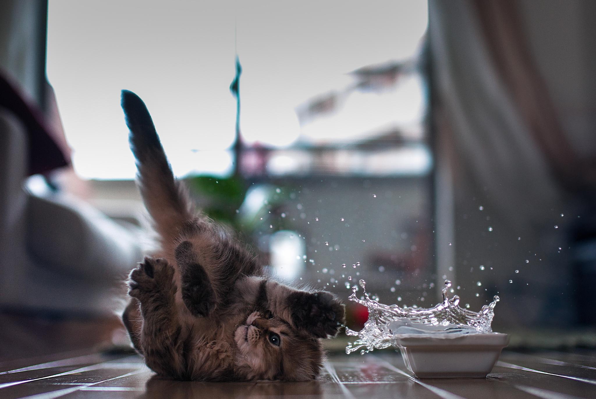 cute, splash, playing, kitty, adorable, beautiful, kitten, friends, fall, sweet, animals, 1080P, cats, HD Wallpaper
