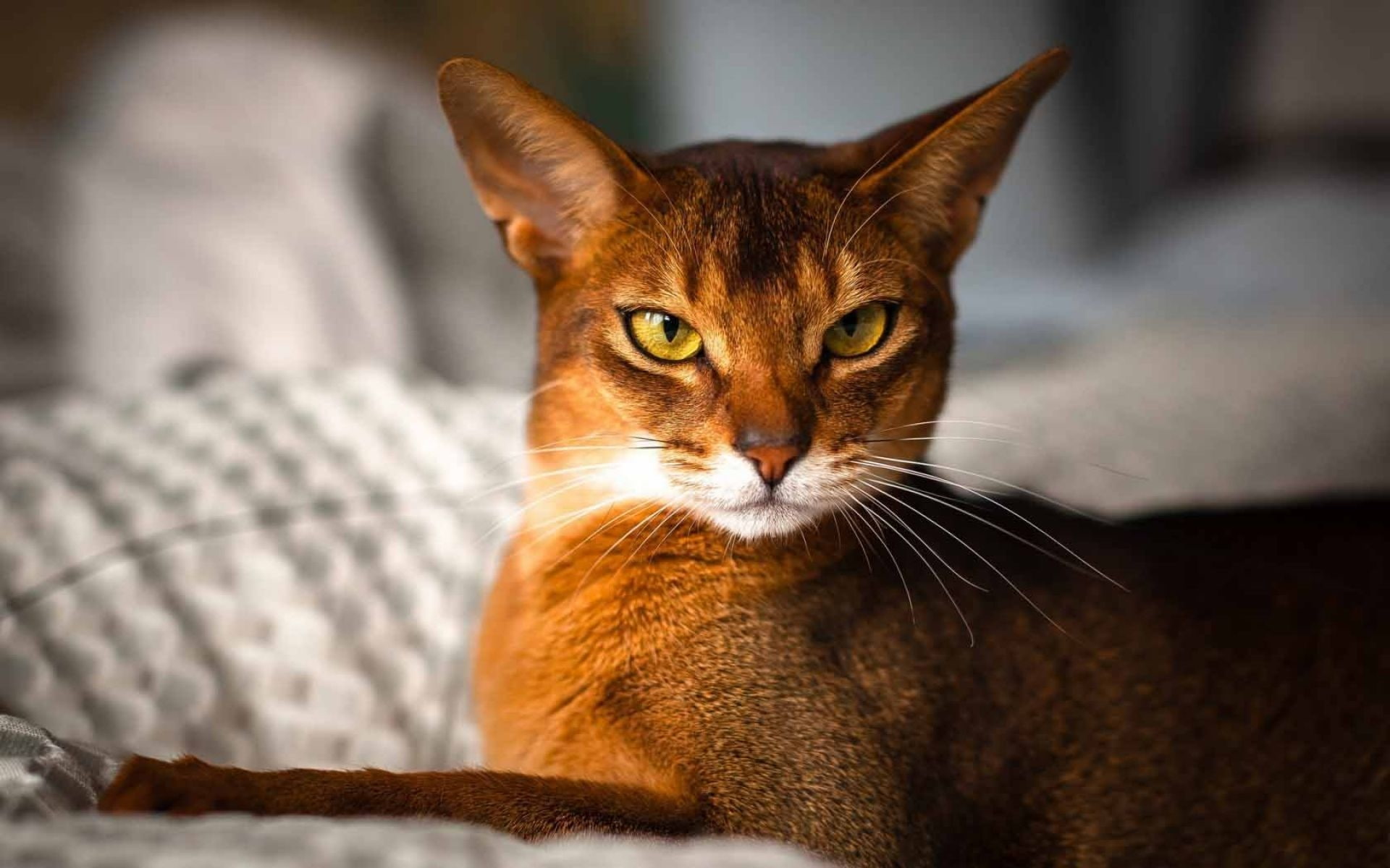 beautiful, cat, 1080P, gorgeous, abyssinian, HD Wallpaper
