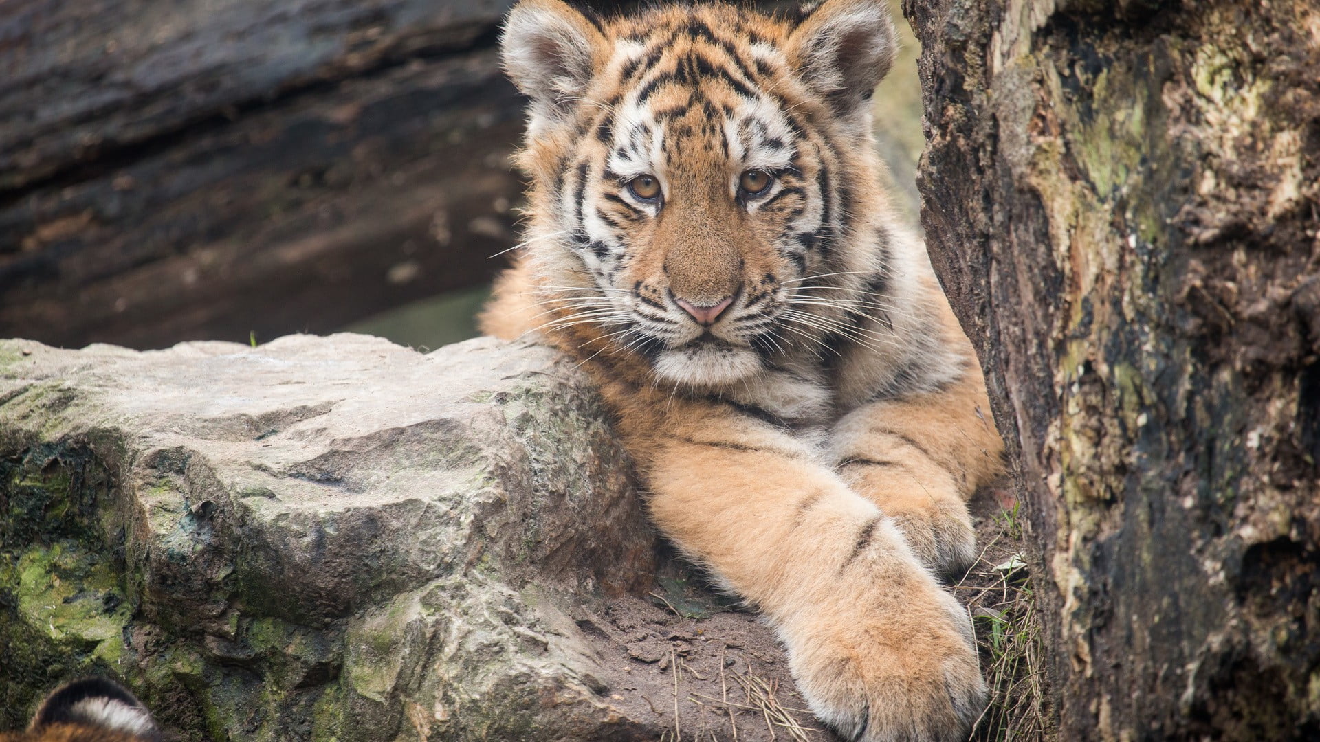 cat, solid, portrait, animals in the wild, tiger, rock - object, zoo, brown, no people, animal wildlife, animal head, rock, animals, big cat, outdoors, HD Wallpaper