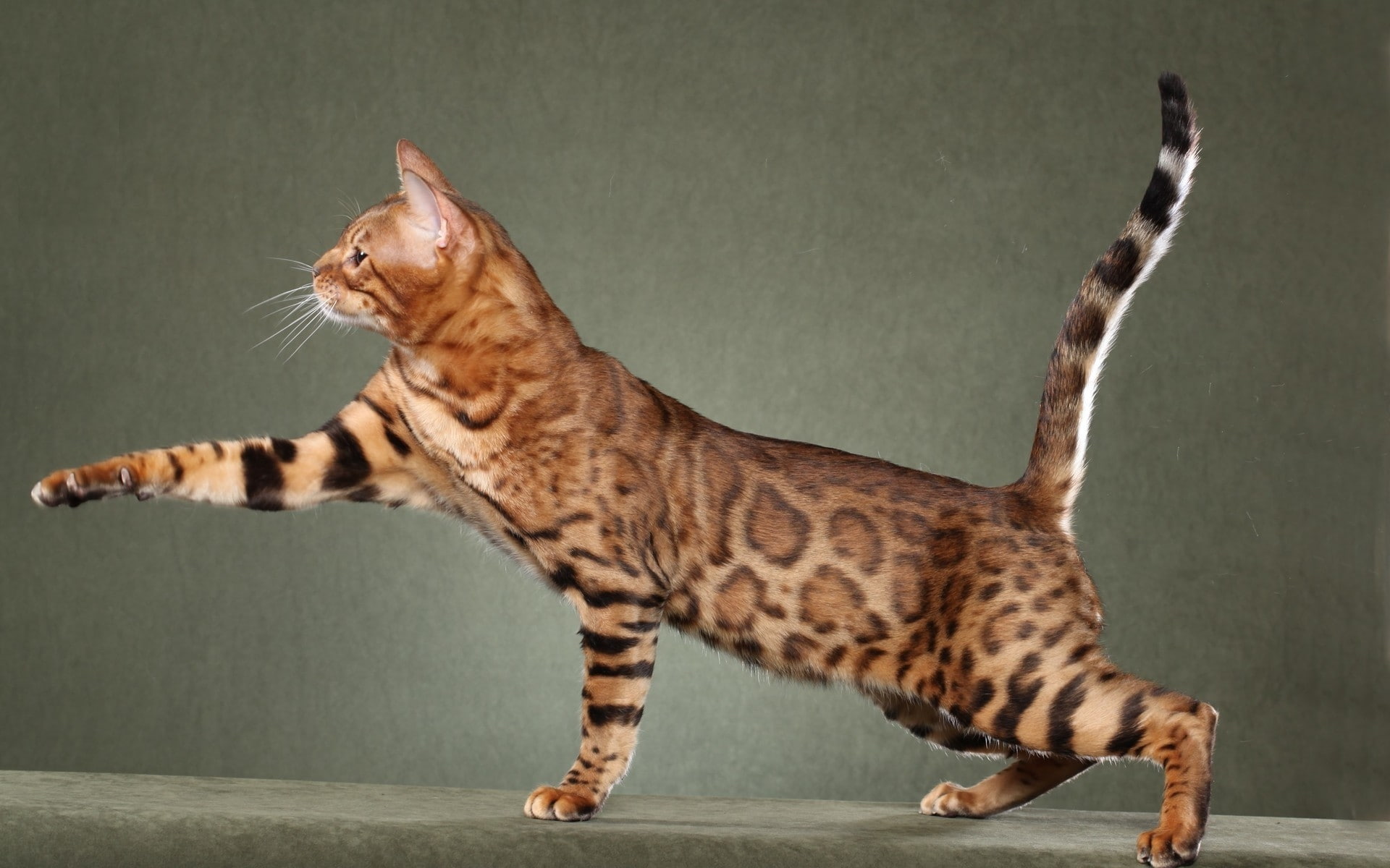 cheetah, beautiful, savannah, savannah cat, 1080P, cat, tiger, HD Wallpaper