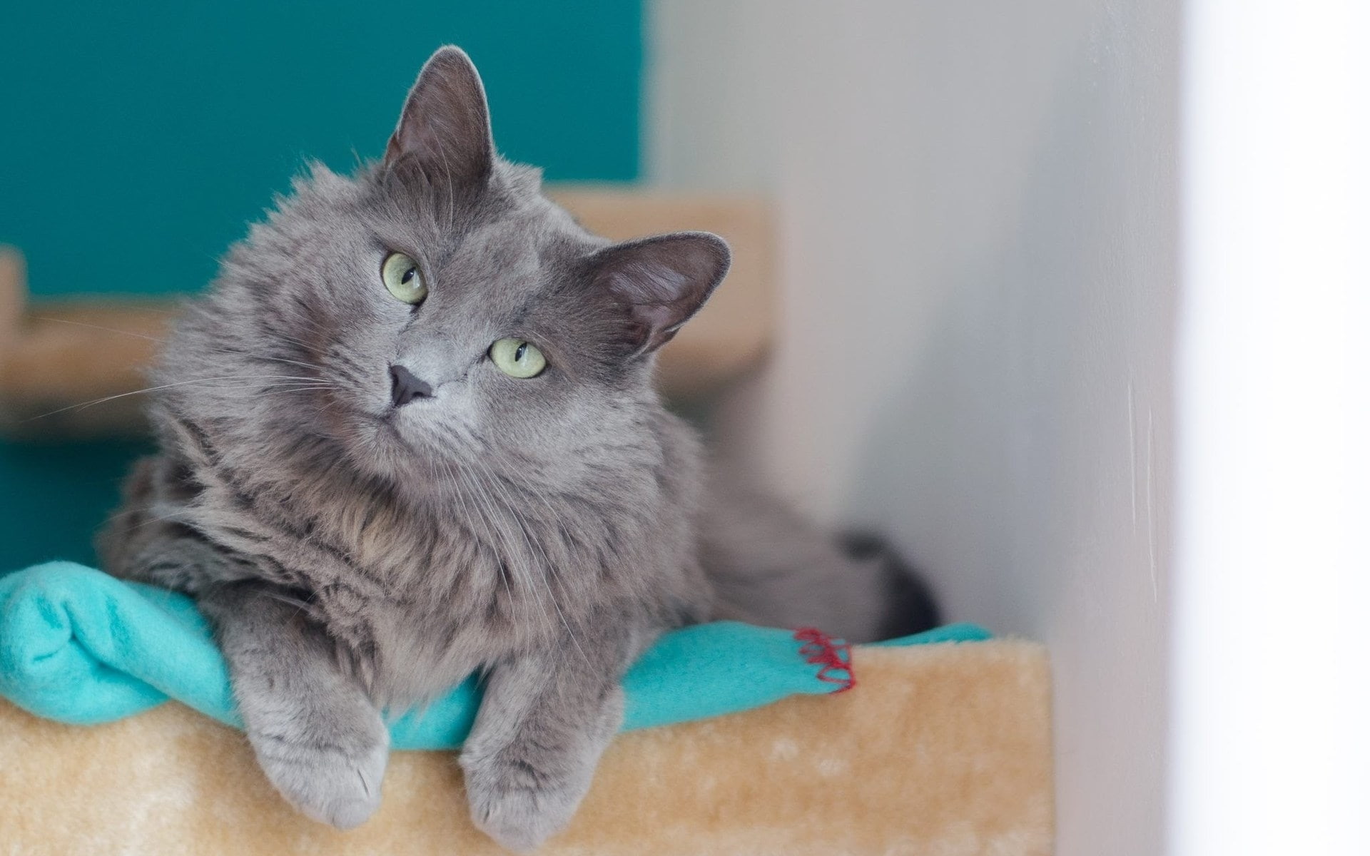 green eyes, beautiful, cat, nebelung, cute, 1080P, nebelung cat, HD Wallpaper