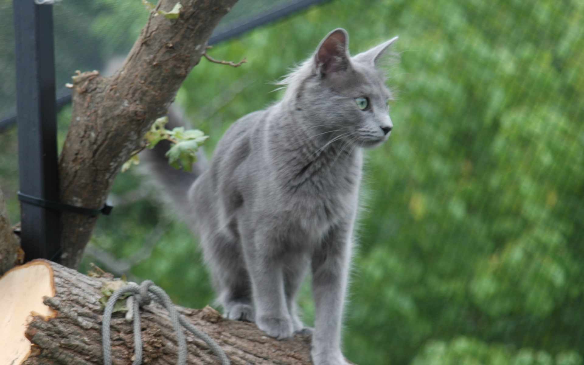 stump, nebelung cat, 1080P, adorable, cat, lovable, nebelung, HD Wallpaper