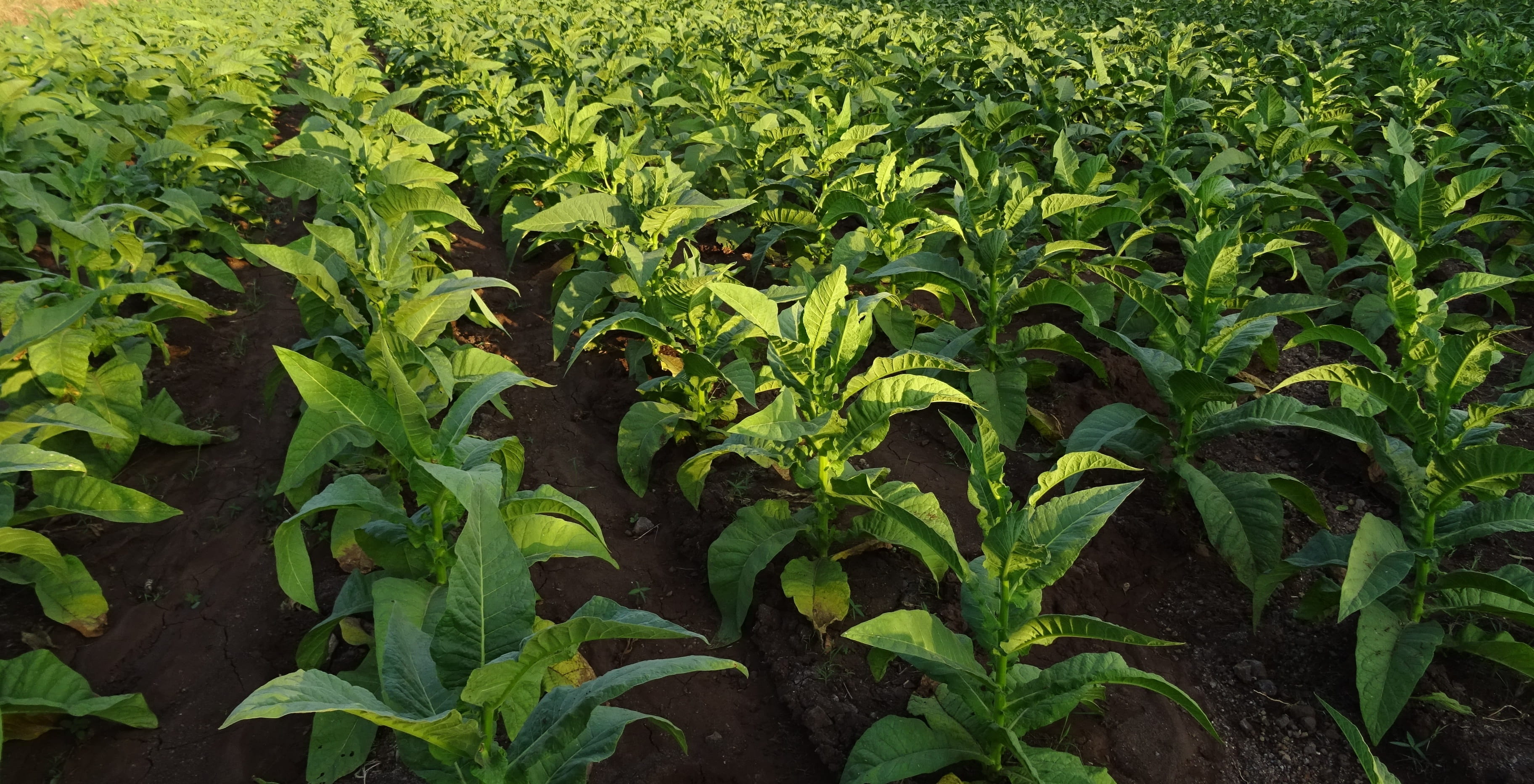 belgaum, nicotiana, landscape, nicotiana genus, full frame, outdoors, nicotine, freshness, plantation, crop, gardening, plant, solanaceae, beauty in nature, HD Wallpaper
