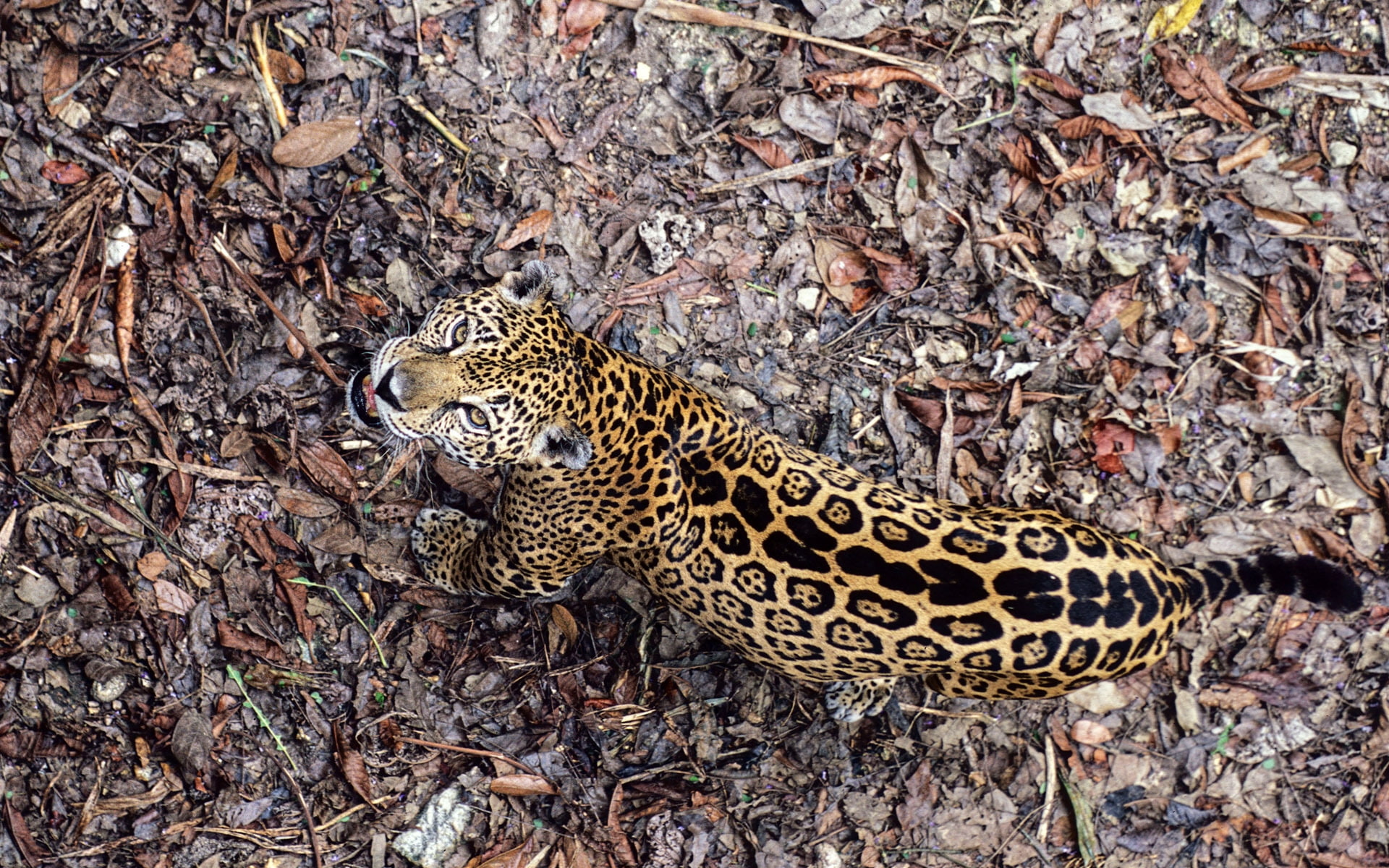 1080P, leopard, frowning, HD Wallpaper