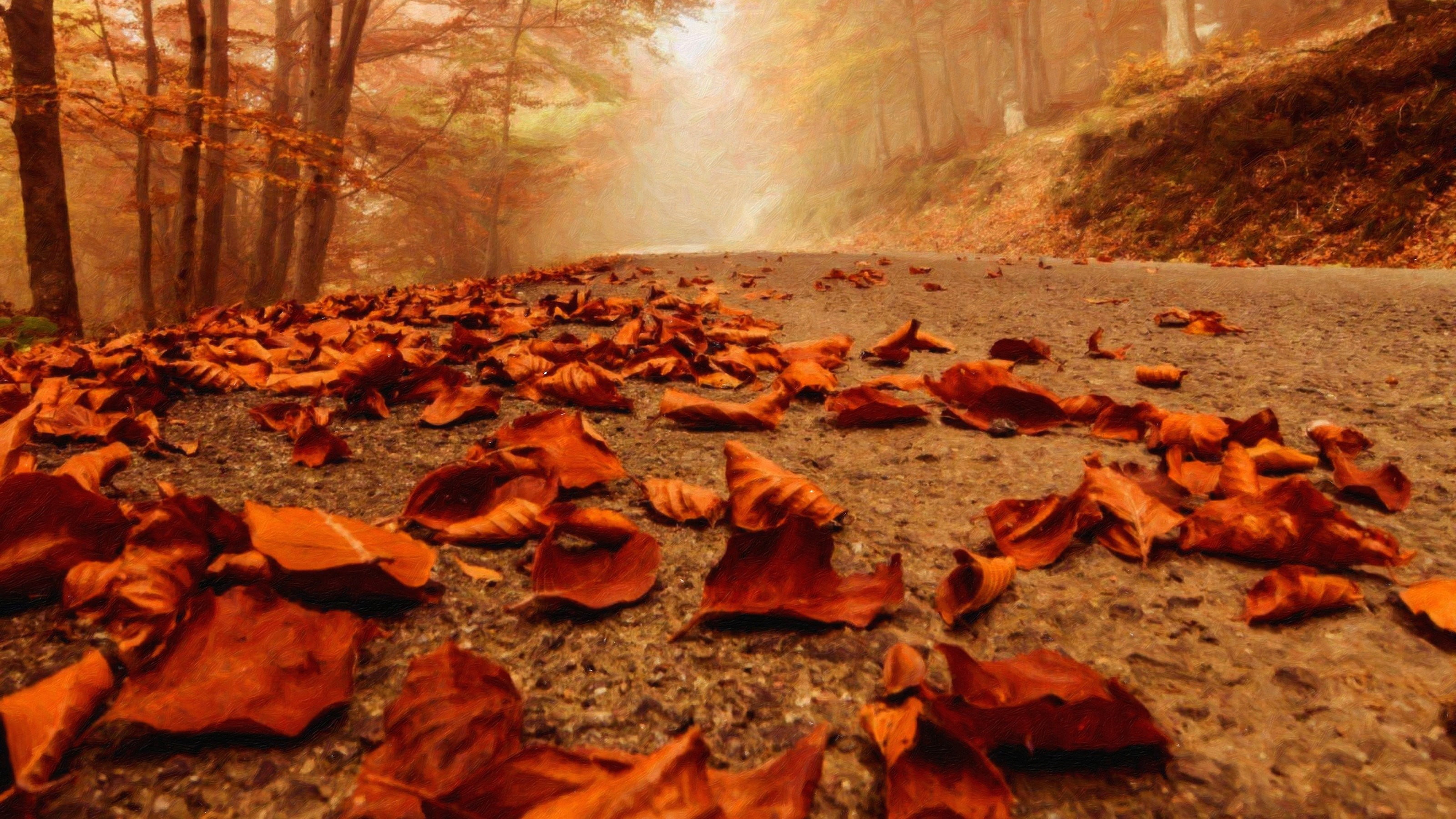 colors, november, tranquil scene, dried, october, 2K, landscape, beauty In Nature, woodland, outdoors, yellow, color Image, falling, non-Urban Scene, plant part, HD Wallpaper