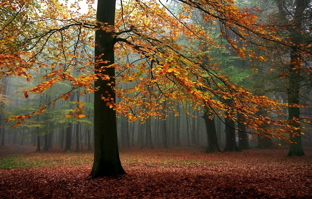 tranquility, fall, mist, natural condition, plant part, leaf, trunk, tranquil scene, outdoors, leaves, sunlight, scenics - nature, branch, land, nature, HD Wallpaper
