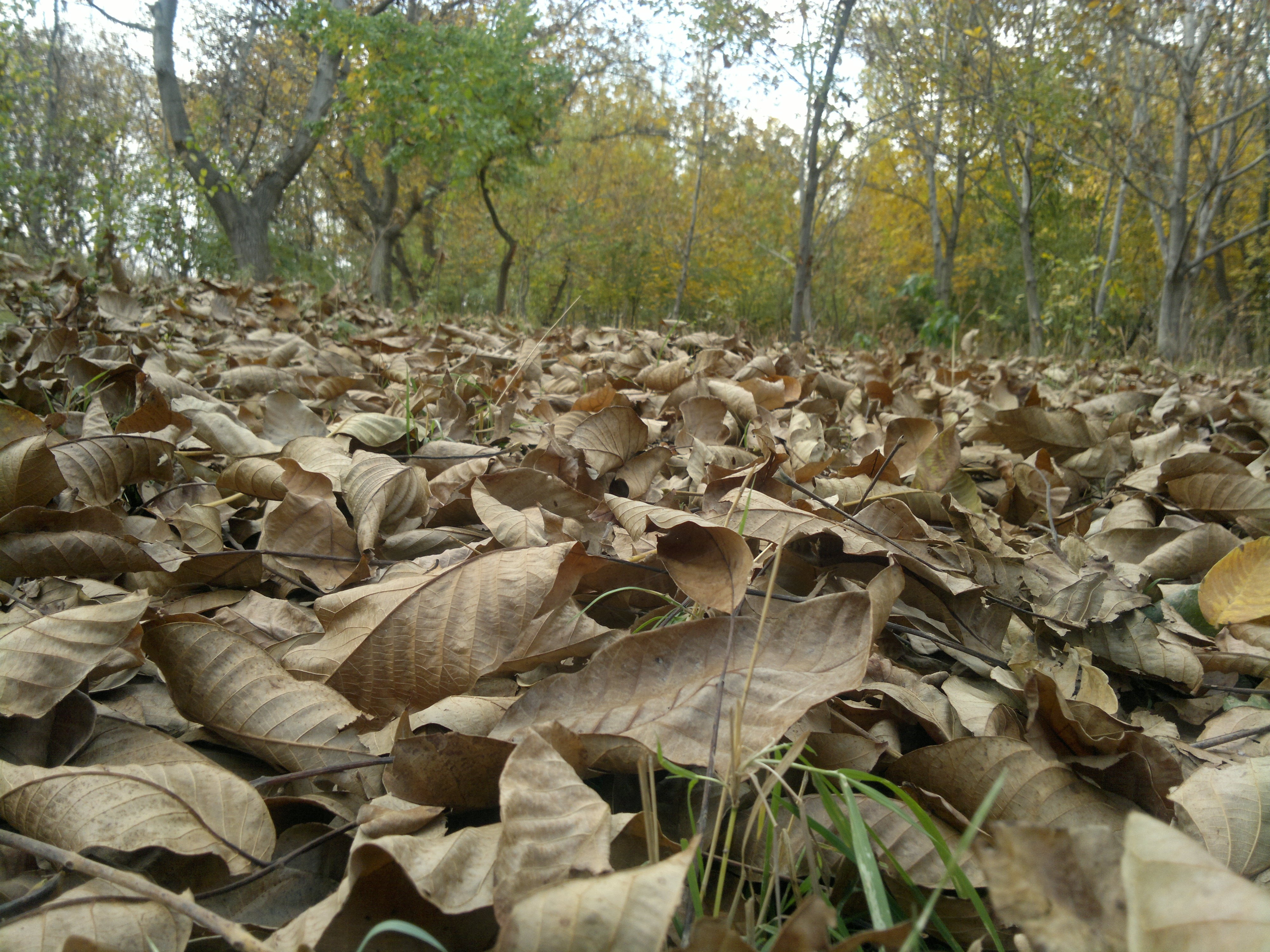 scenics - nature, outdoors, surface level, dried, tranquil scene, forest, change, 4K, plant, growth, woodland, no people, tree, leaf, autumn, nature, tranquility, HD Wallpaper