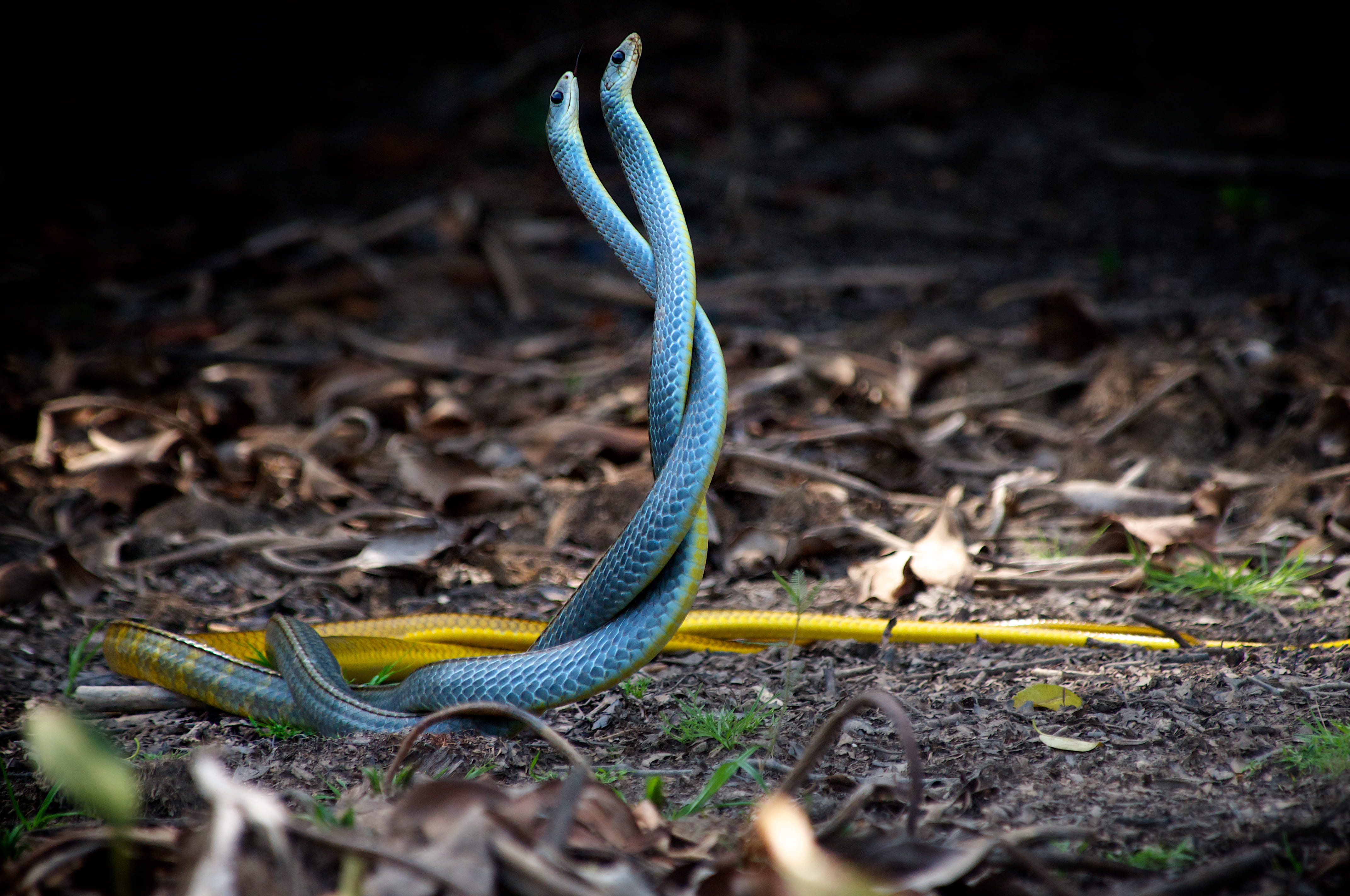 one animal, teal, cuiaba, dried, dirt, no people, close-up, animal scale, mating, 4K, blue, selective focus, warning sign, animal themes, near, animals in the wild, HD Wallpaper