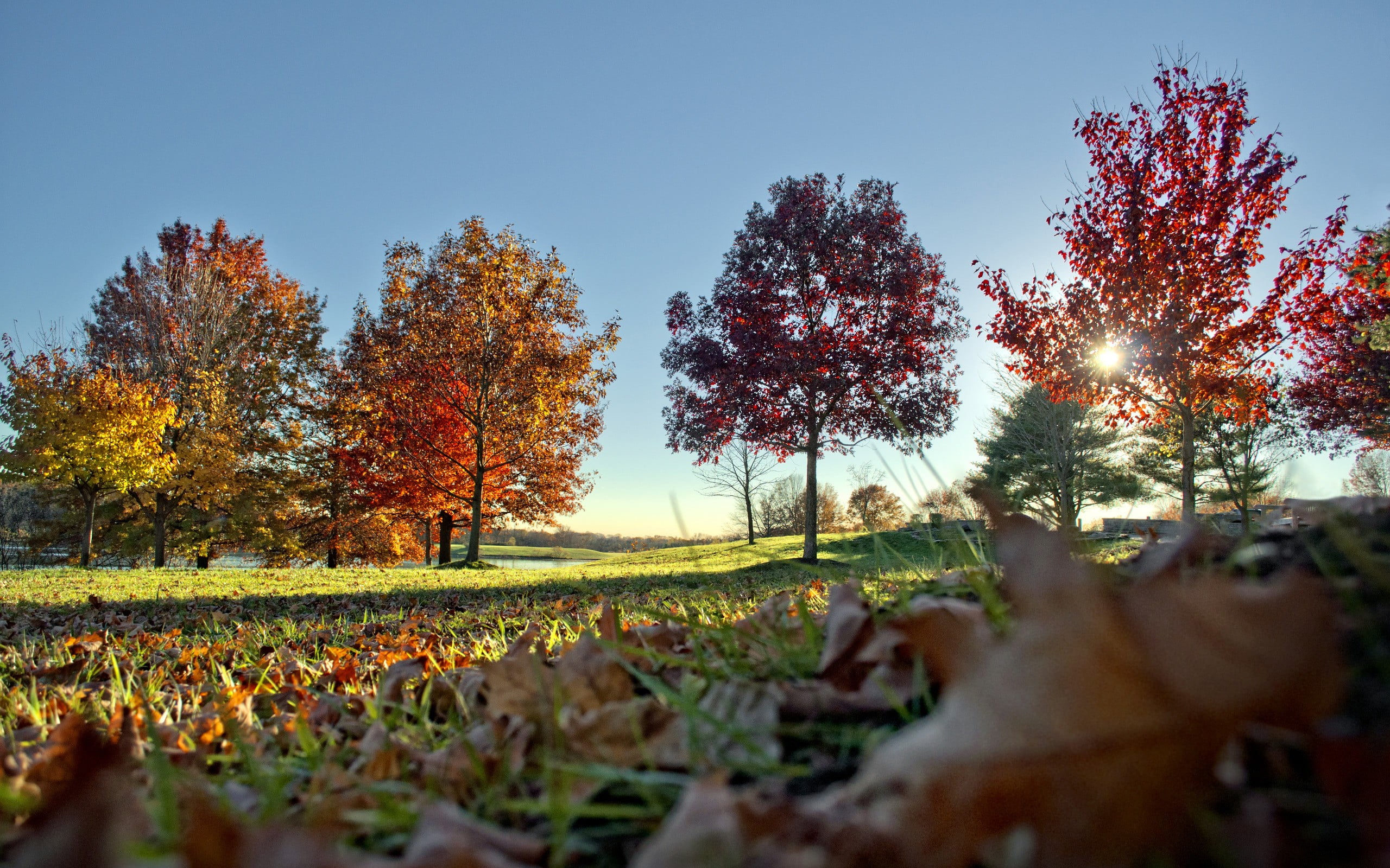land, tree, brown, sunlight, 2K, clear sky, plant, dried, beauty in nature, orange color, growth, autumn collection, change, autumn, fall, tranquility, HD Wallpaper