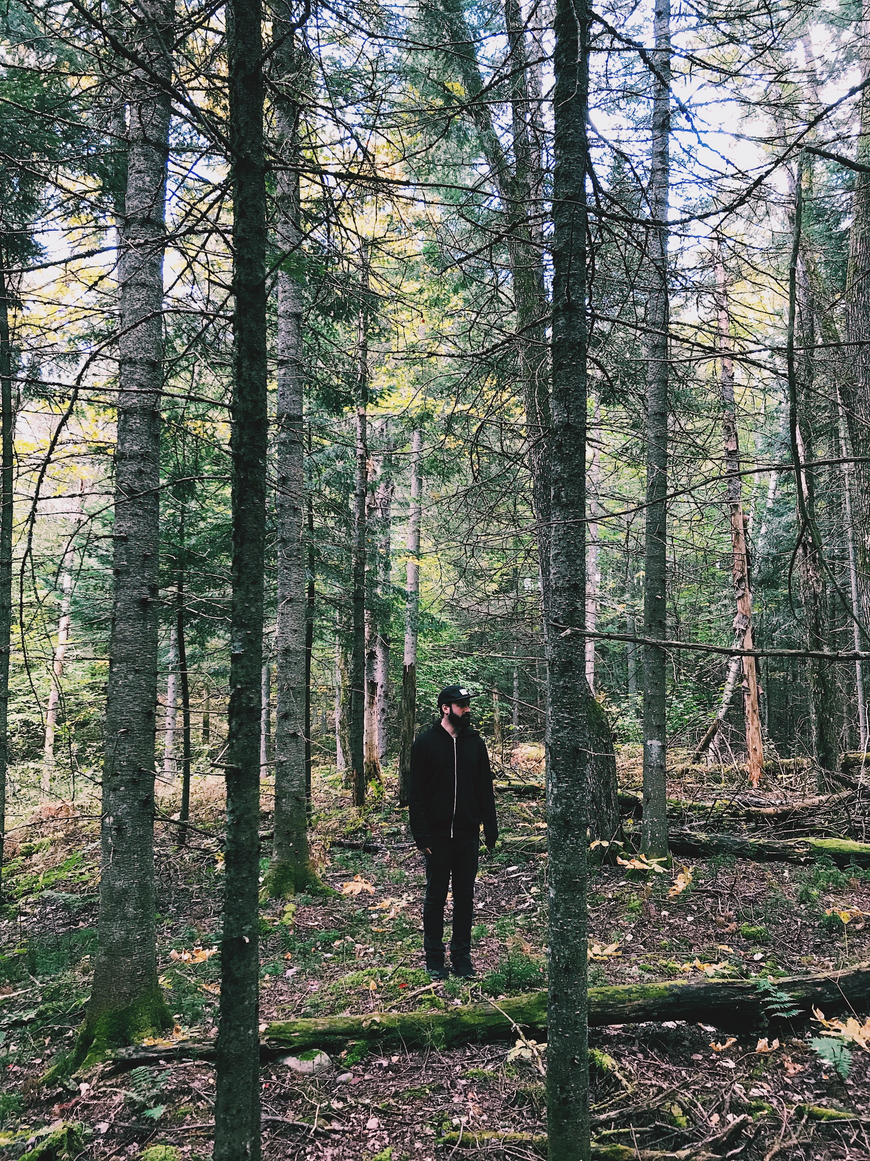 leisure activity, harrington, real people, growth, trunk, 23 chemin du lac fawn o, tranquility, rear view, woodland, tree trunk, walking, standing, one person, Phone HD Wallpaper