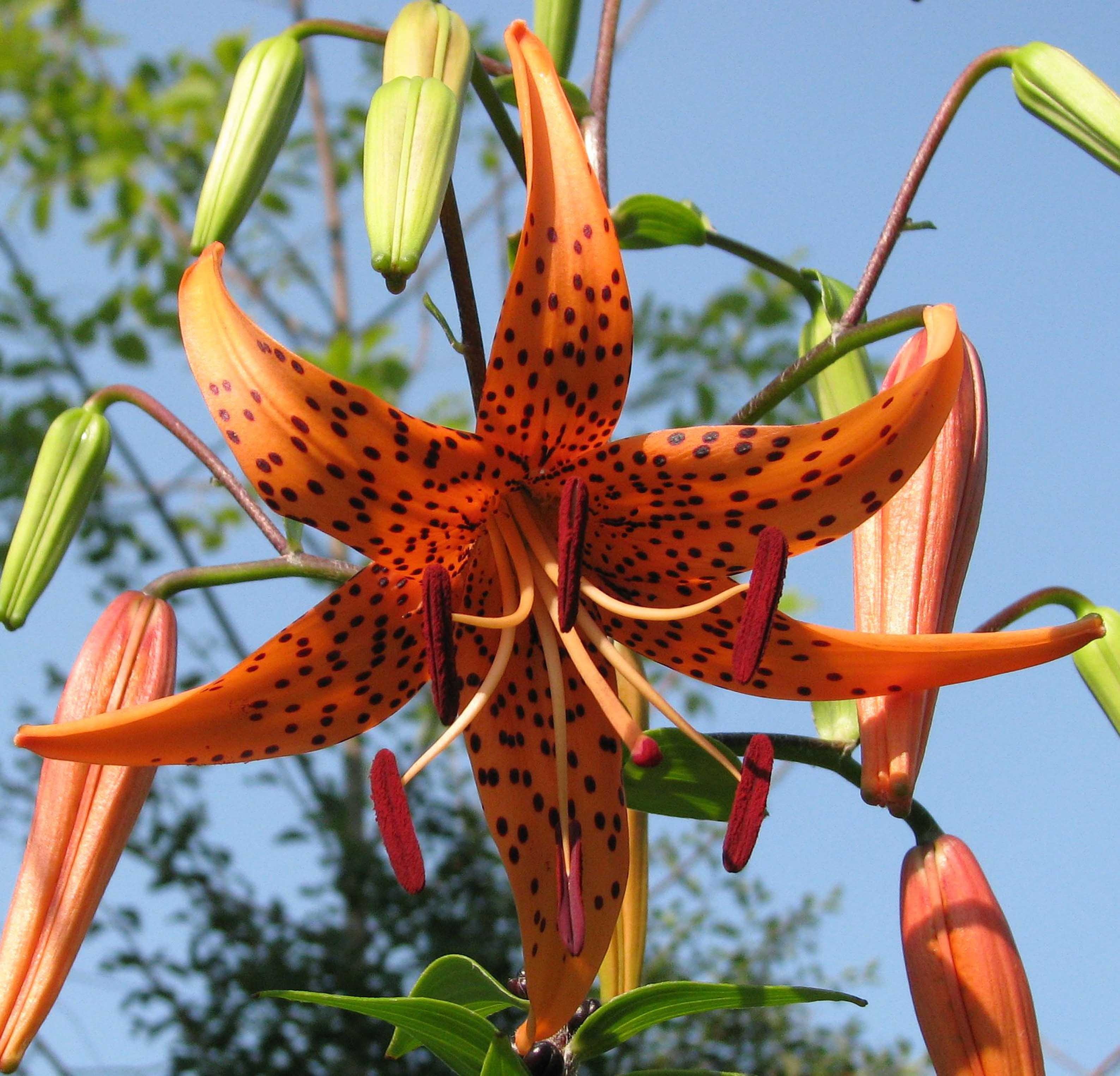 inflorescence, red, canada, fragility, moneymore, leaf, flowering plant, flower head, american tiger lily, nature, focus on foreground, growth, day, lilium superbum, HD Wallpaper