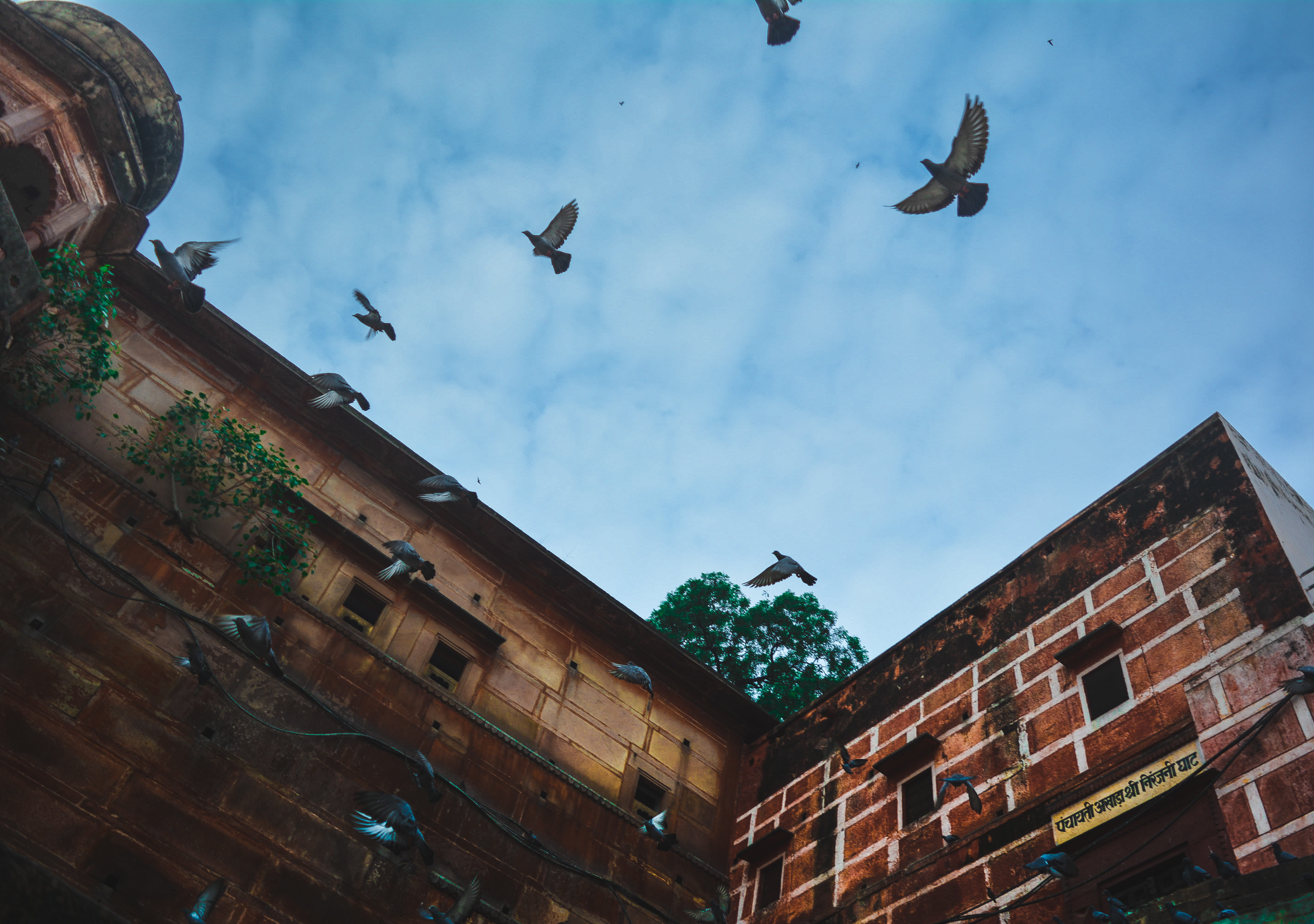 no people, animals, 5K, nature, birds, flock of birds, cloud - sky, large group of animals, mid-air, architecture, rajghat, spread wings, building exterior, HD Wallpaper