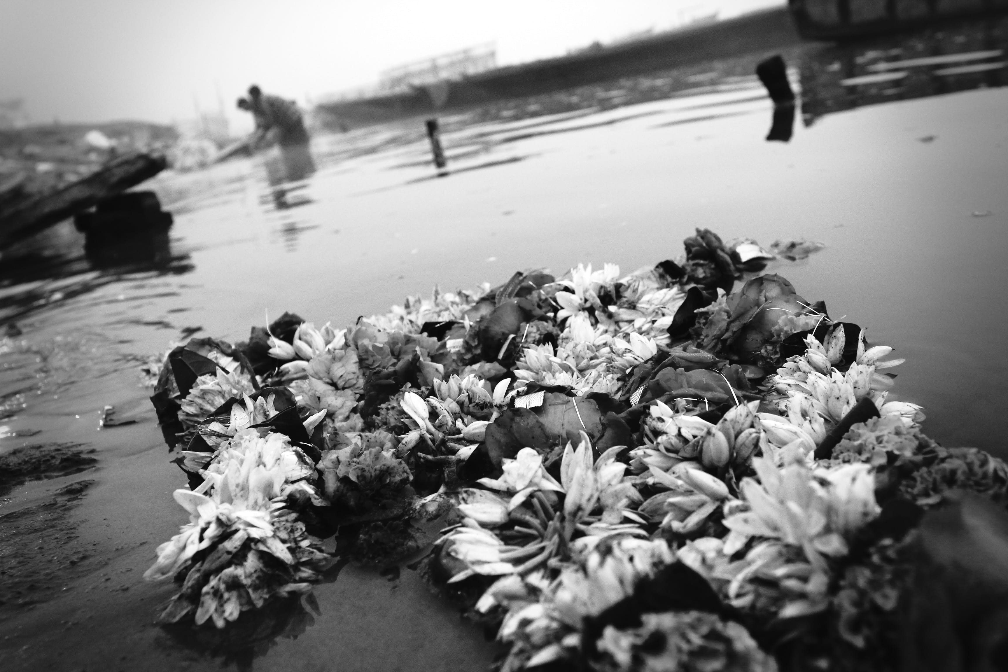 close-up, fragility, plant, reflection, 2K, varanasi, vulnerability, freshness, outdoors, flowering plant, petal, nature, beauty in nature, tranquility, HD Wallpaper