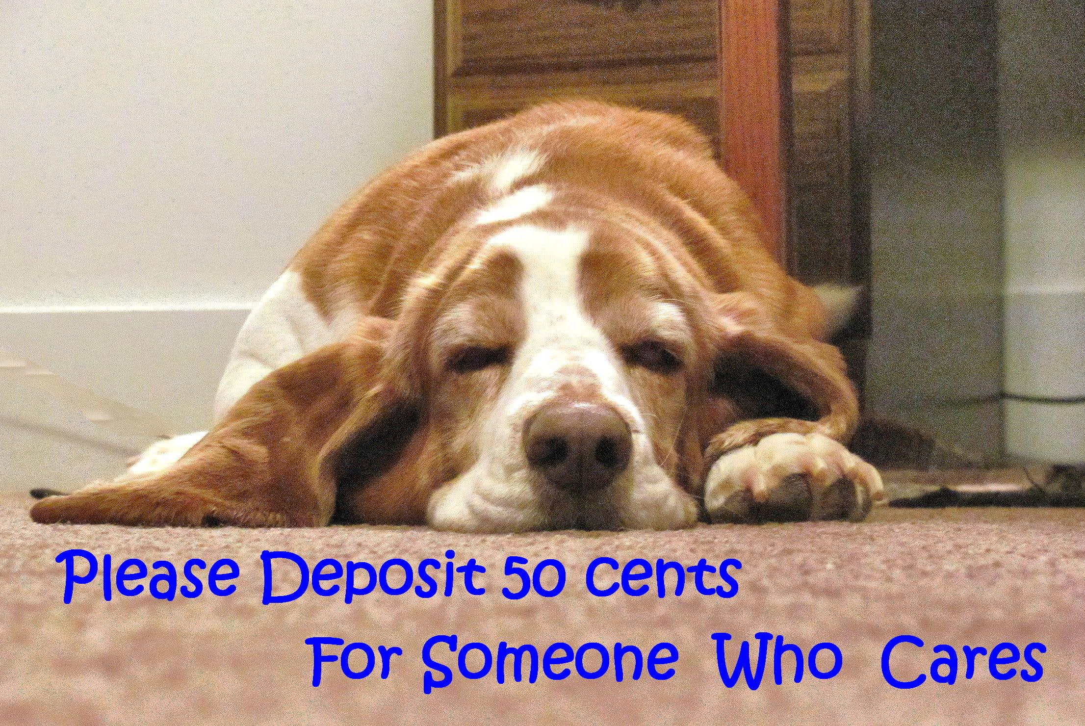 cares, pets, laughter, 1080P, silly, entertainment, hound, sleepy, fatique, humor, animal, nature, funny, sarcasim, HD Wallpaper