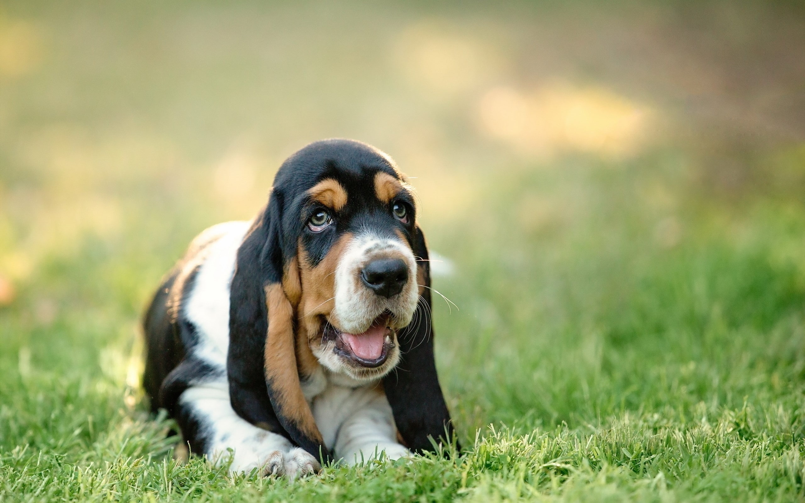 basset, cute, little, puppy, hound, grass, 2K, HD Wallpaper