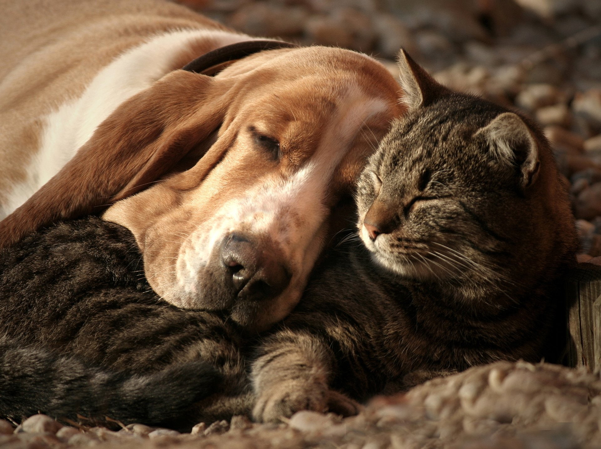 Cat and Dog, Basset Hound, Cat, Hound, Sleeping, Cute, Animal, 1080P, Dog, HD Wallpaper