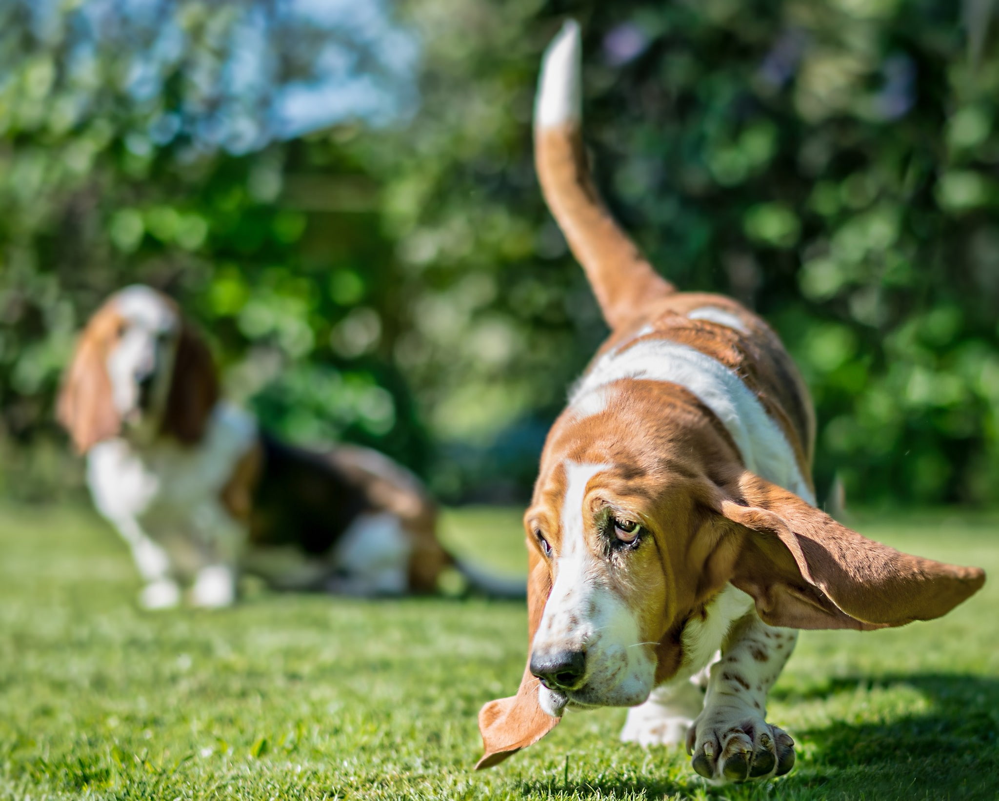 basset hound, 1080P, HD Wallpaper